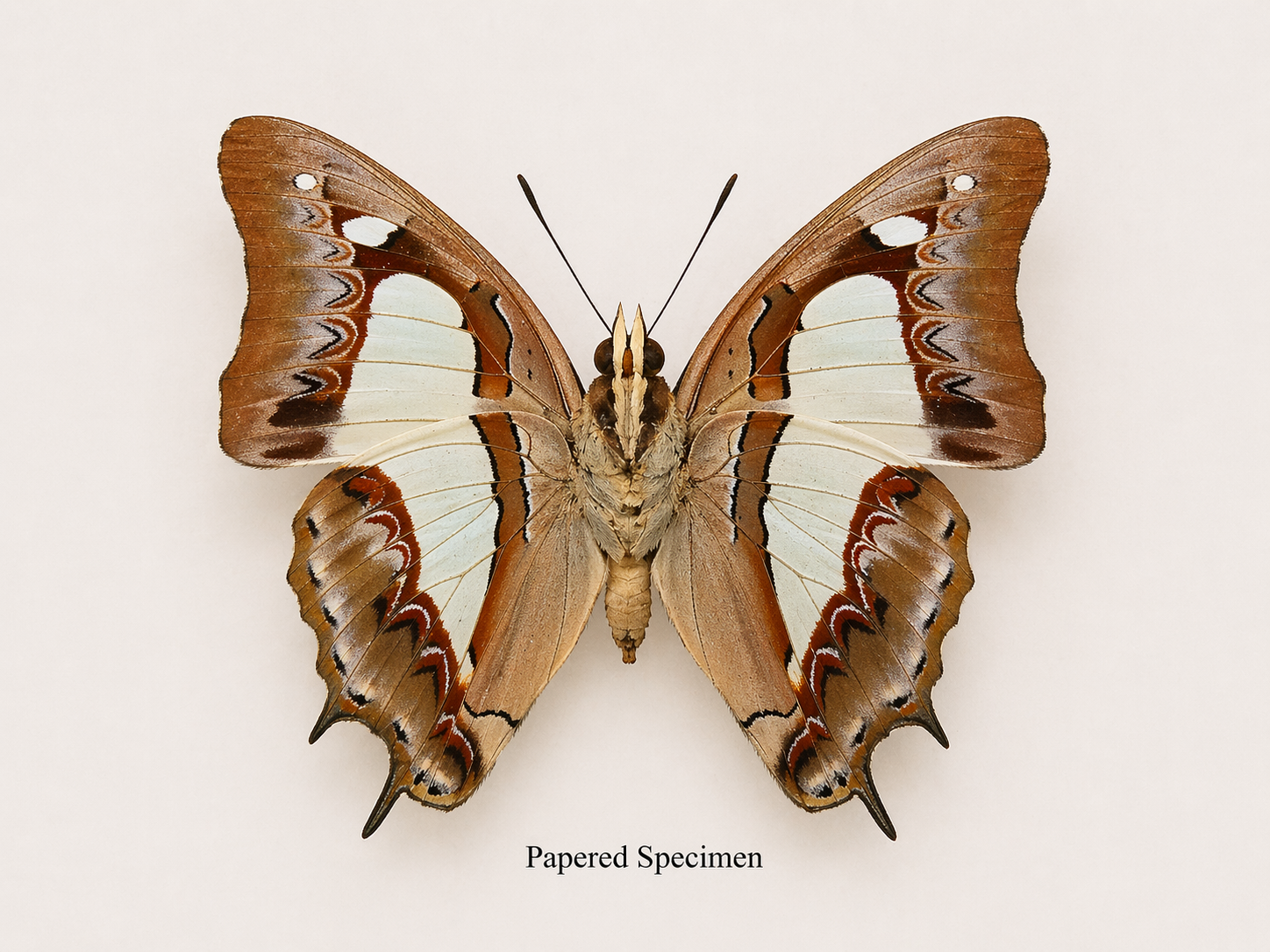 Polyura athamas – Common Nawab