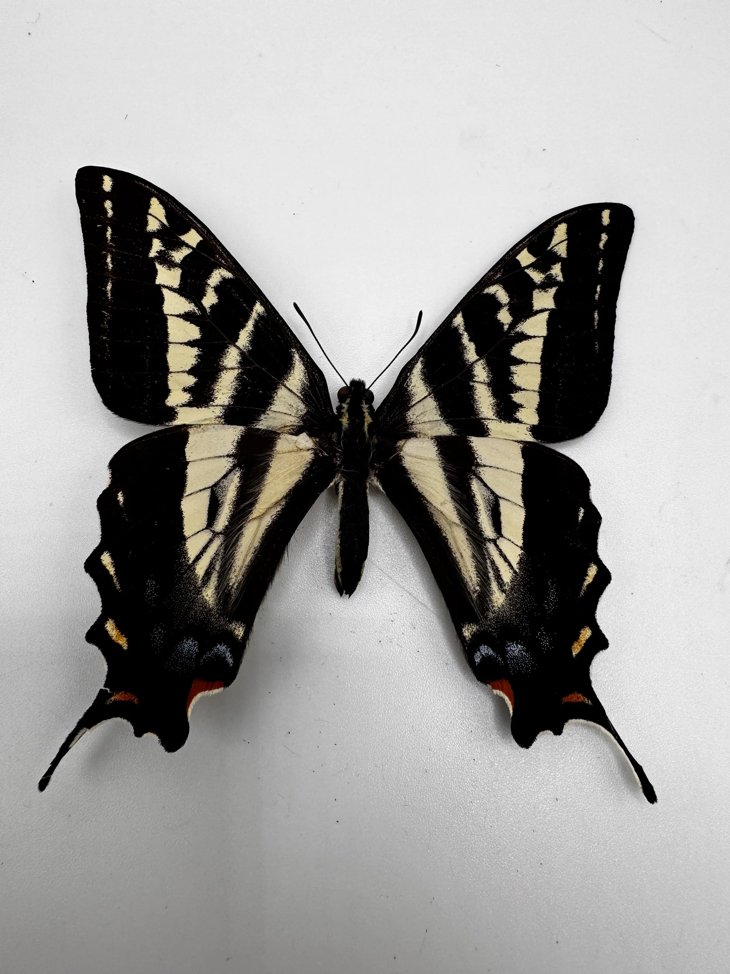 Papilio eurymedon – Pale Swallowtail