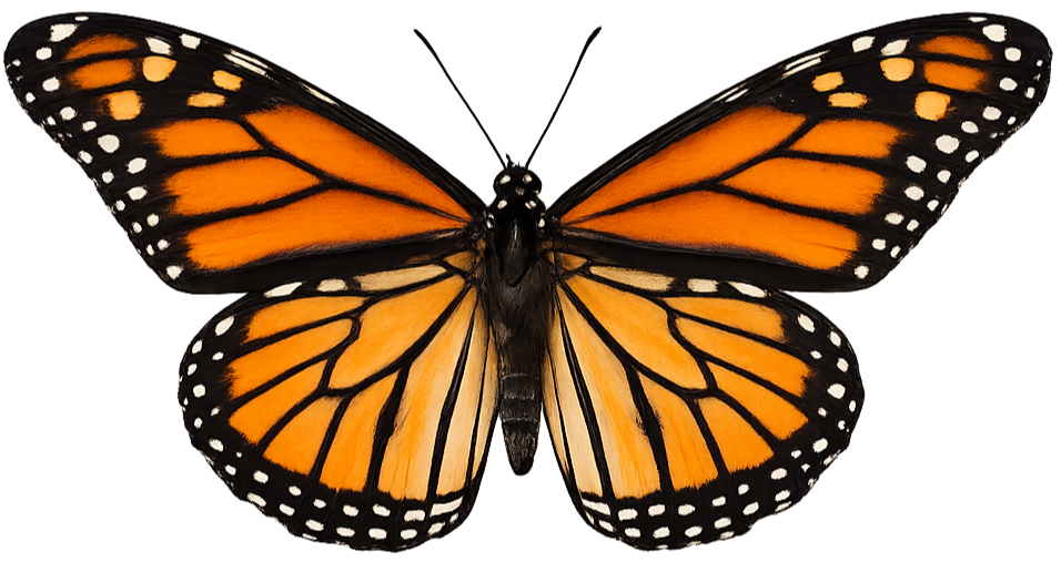Close-up of a Monarch butterfly with orange and black patterned wings.