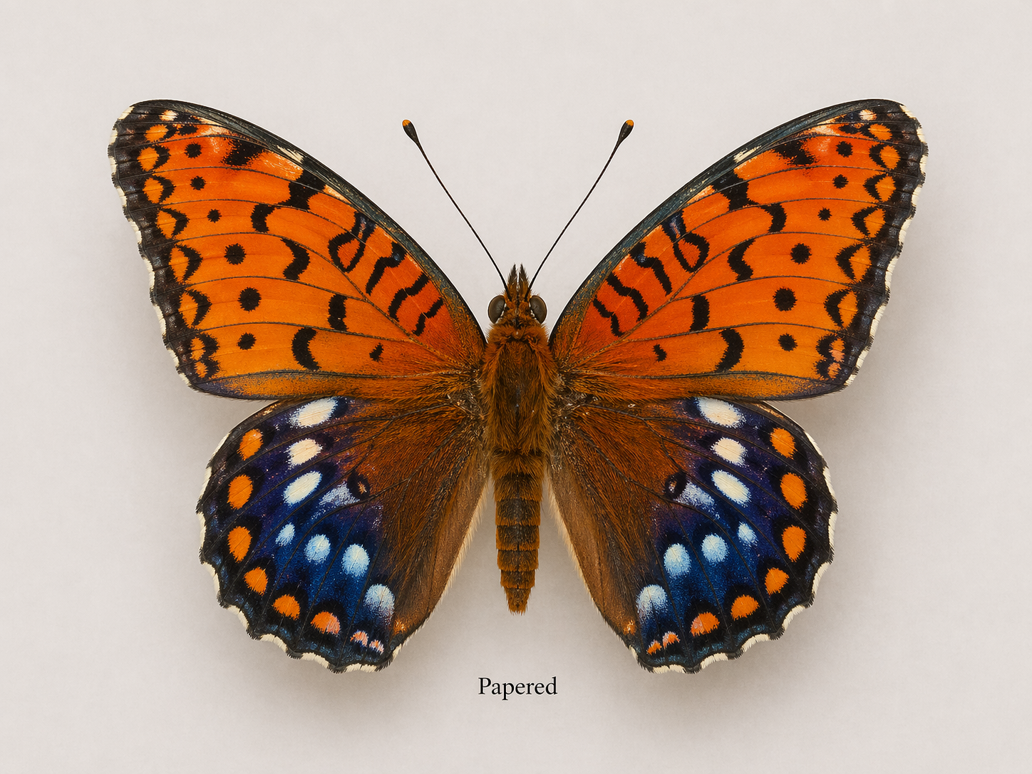 Speyeria idalia – Regal Fritillary