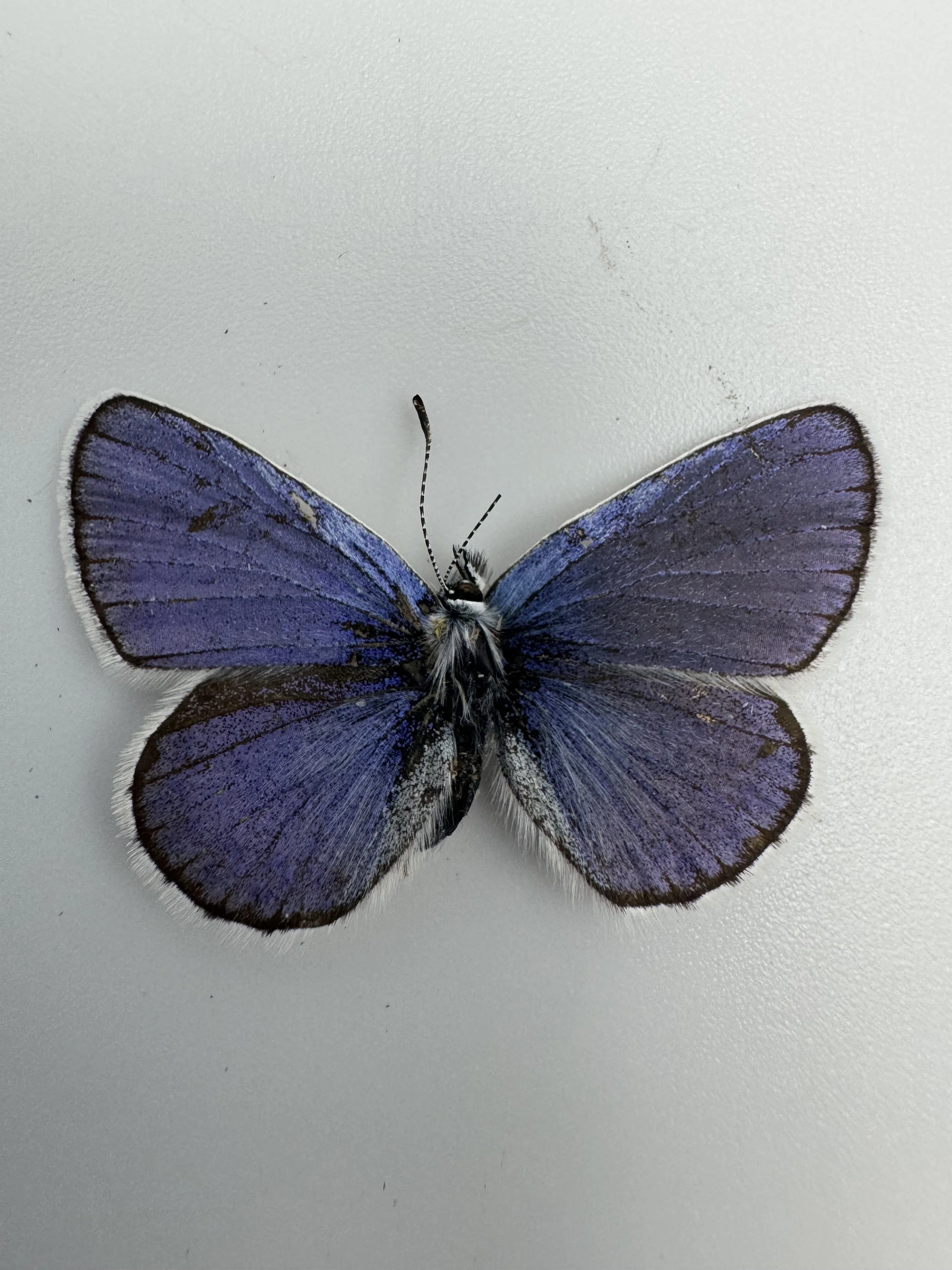 Plebejus melissa – Melissa Blue