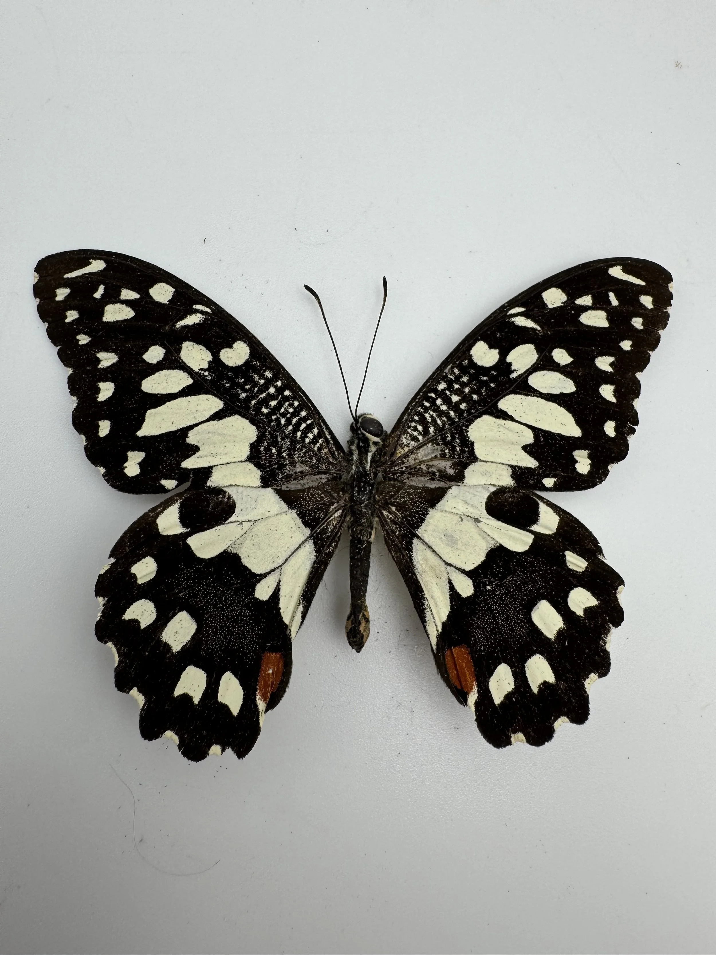 Papilio demoleus – Lime Swallowtail