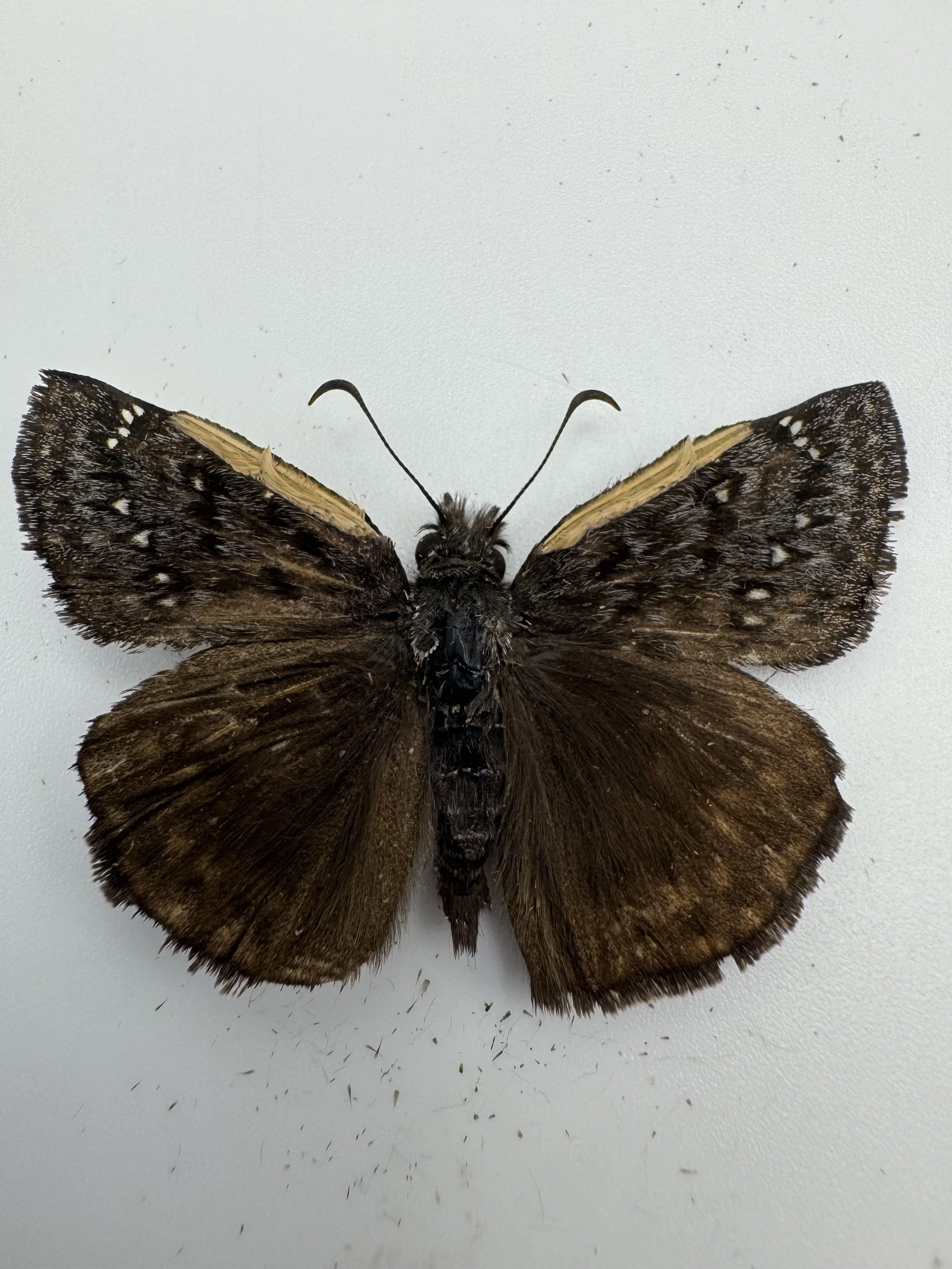 Erynnis juvenalis – Juvenal’s Duskywing
