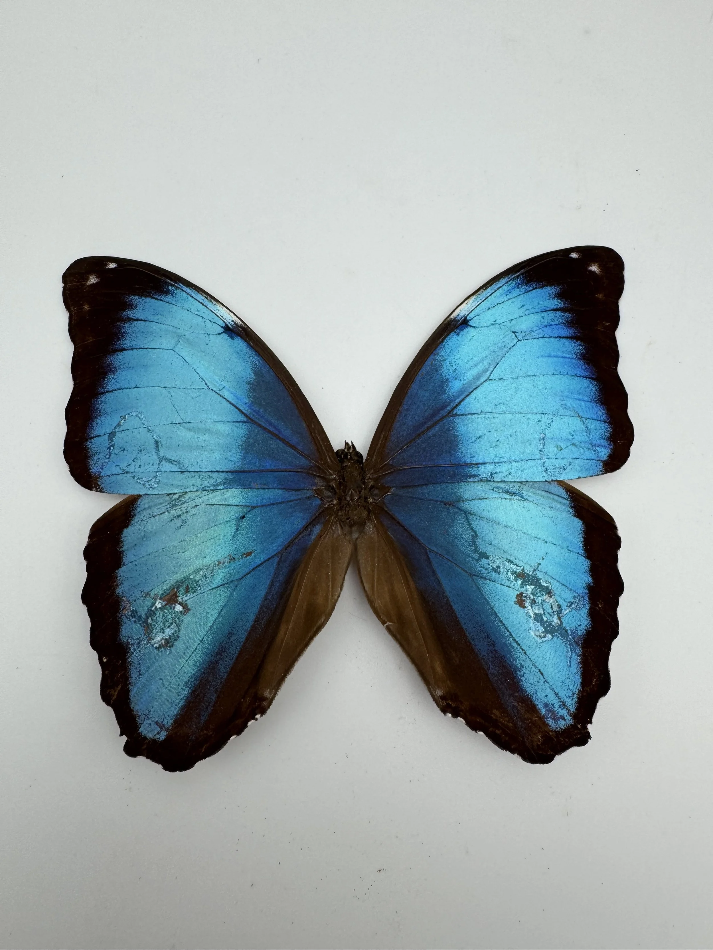 Morpho menelaus – Menelaus Blue Morpho