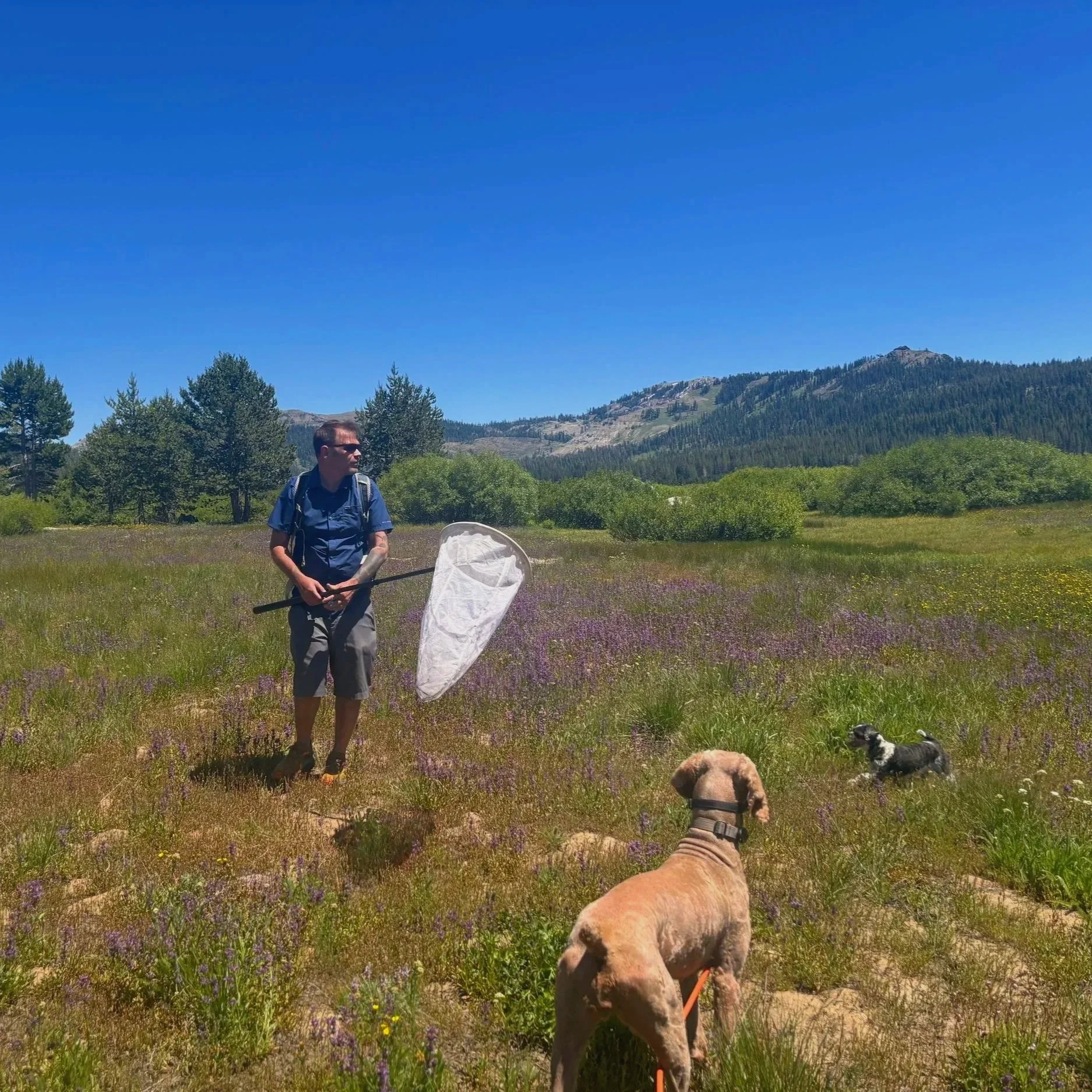 A person with sunglasses and a backpack standing in a field of purple flowers, with dogs nearby, and mountains in the background under a bright blue sky.