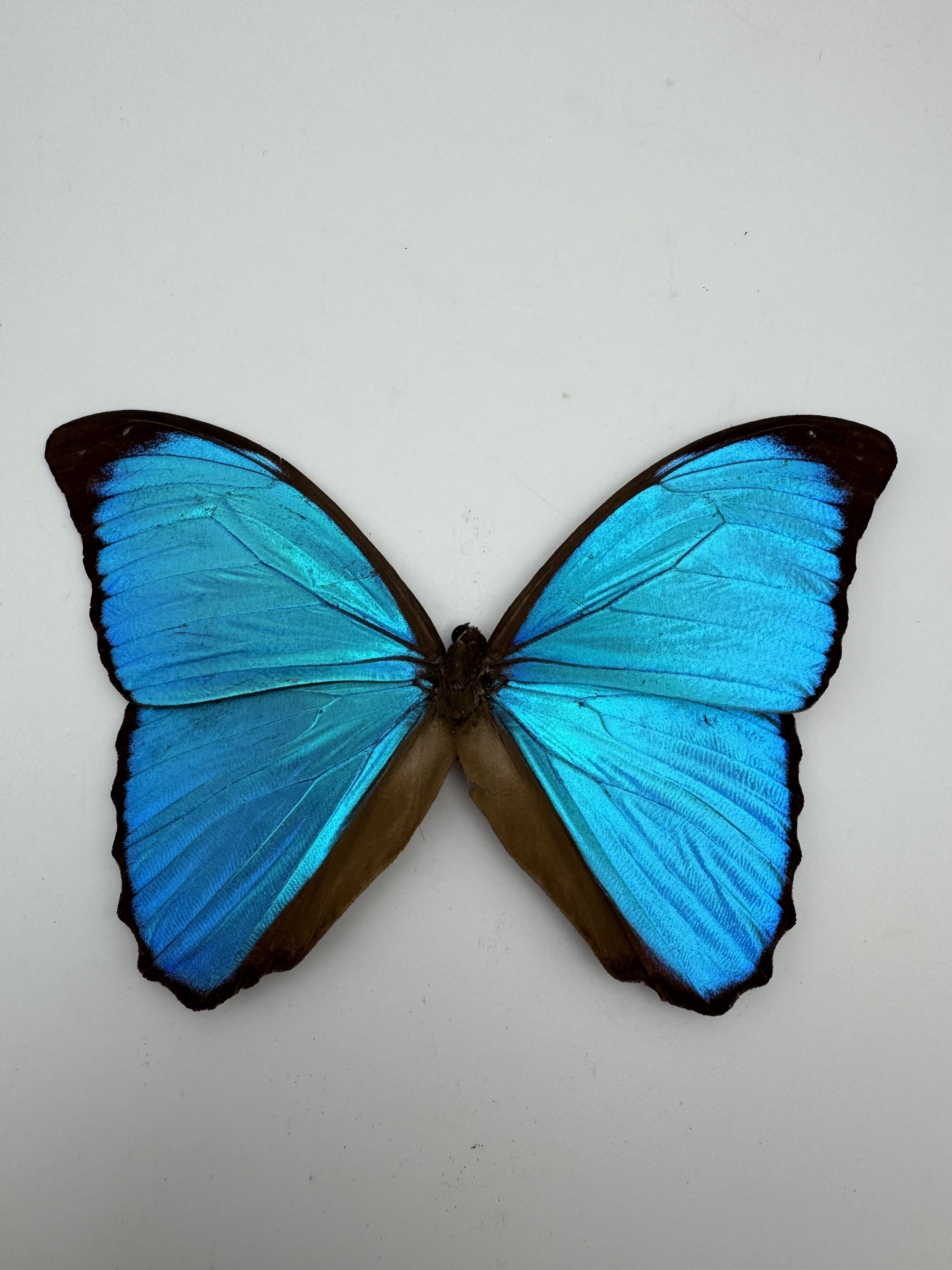 Morpho helenor – Helenor Blue Morpho