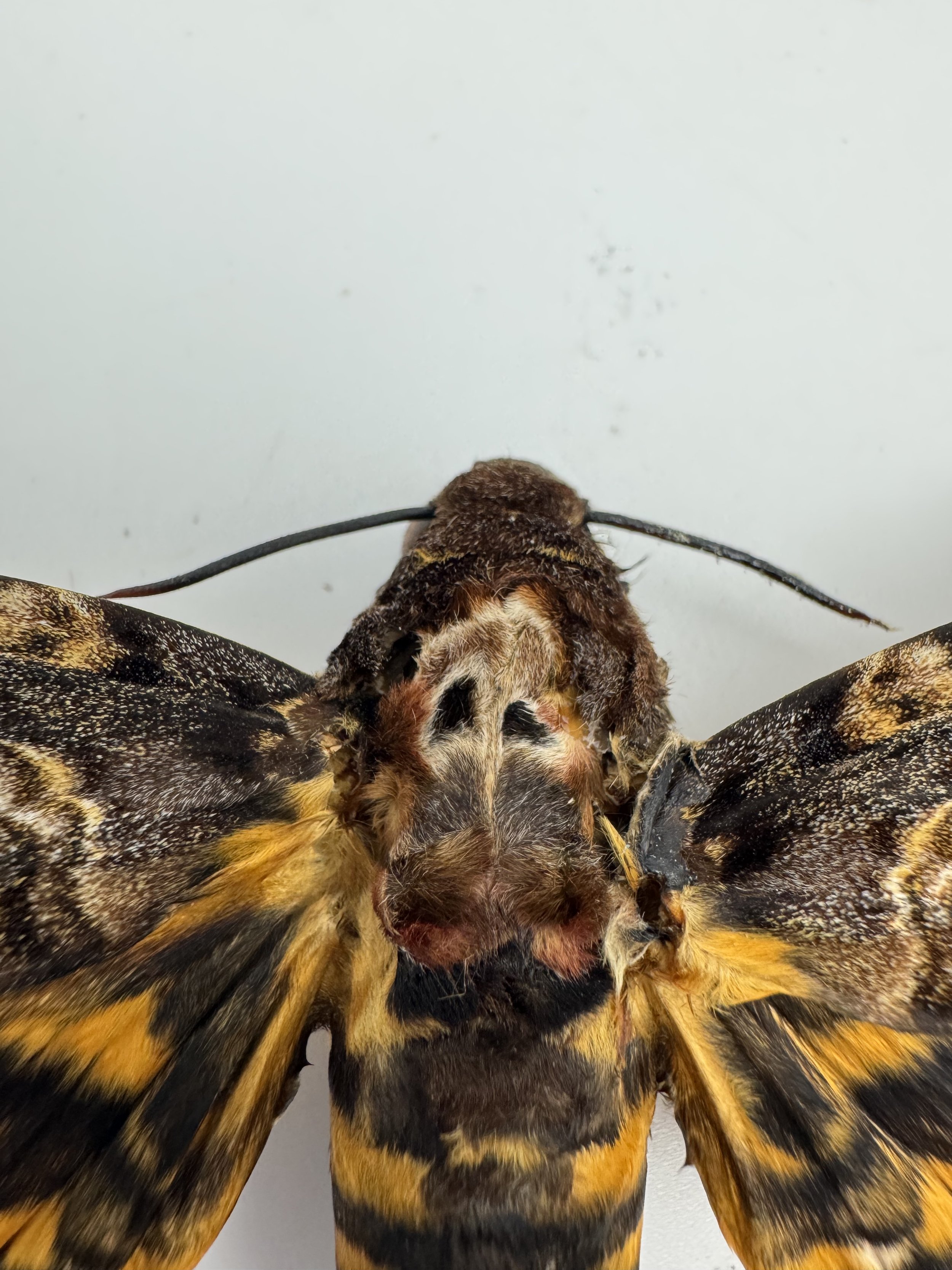 Acherontia lachesis – Tropical Death’s-head Hawkmoth