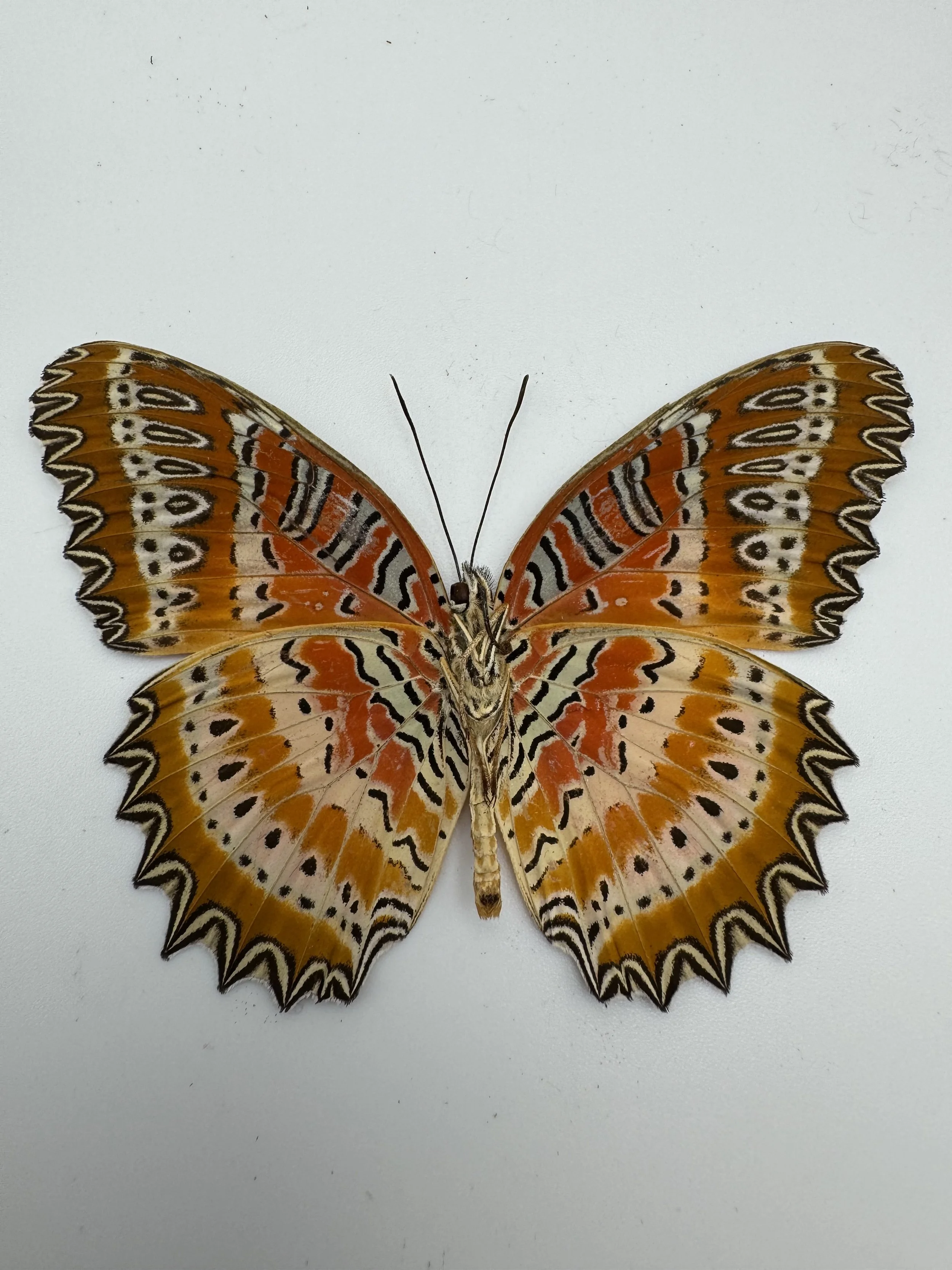 Cethosia biblis – Red Lacewing