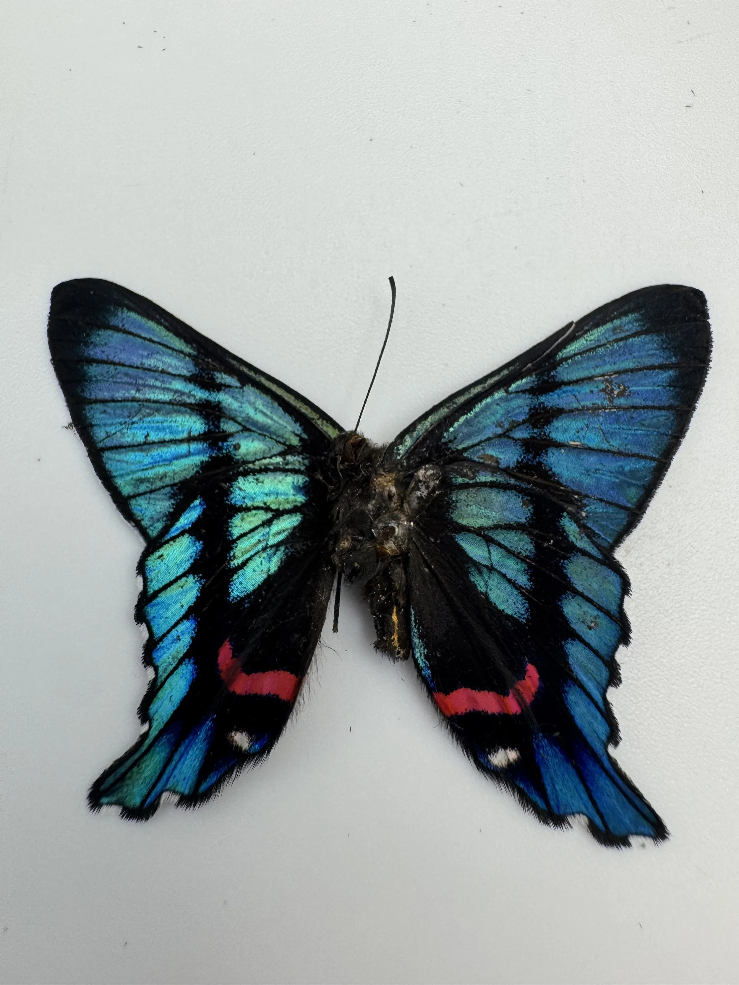 Ancyluris meliboeus – Meliboeus Swordtail