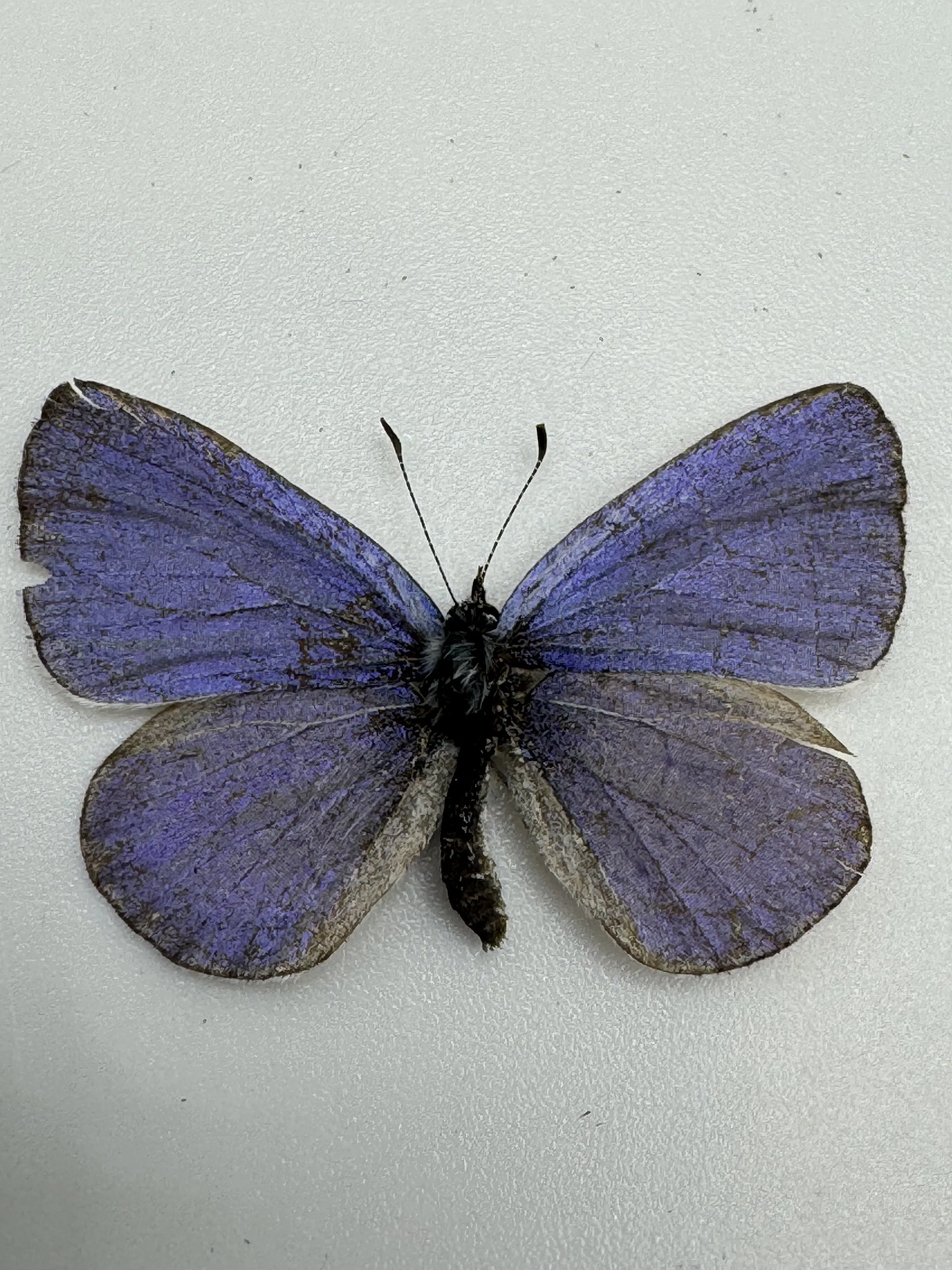 Celastrina echo – Echo Azure