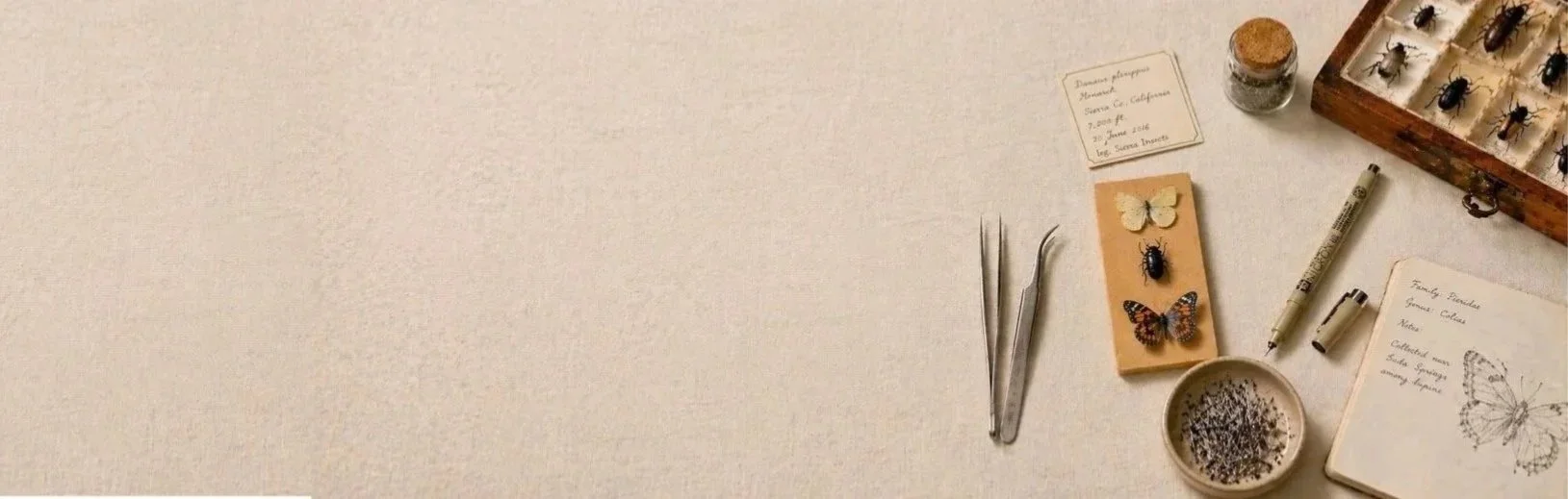Collection of insects, tools, and notes for studying butterfly species on a beige surface.