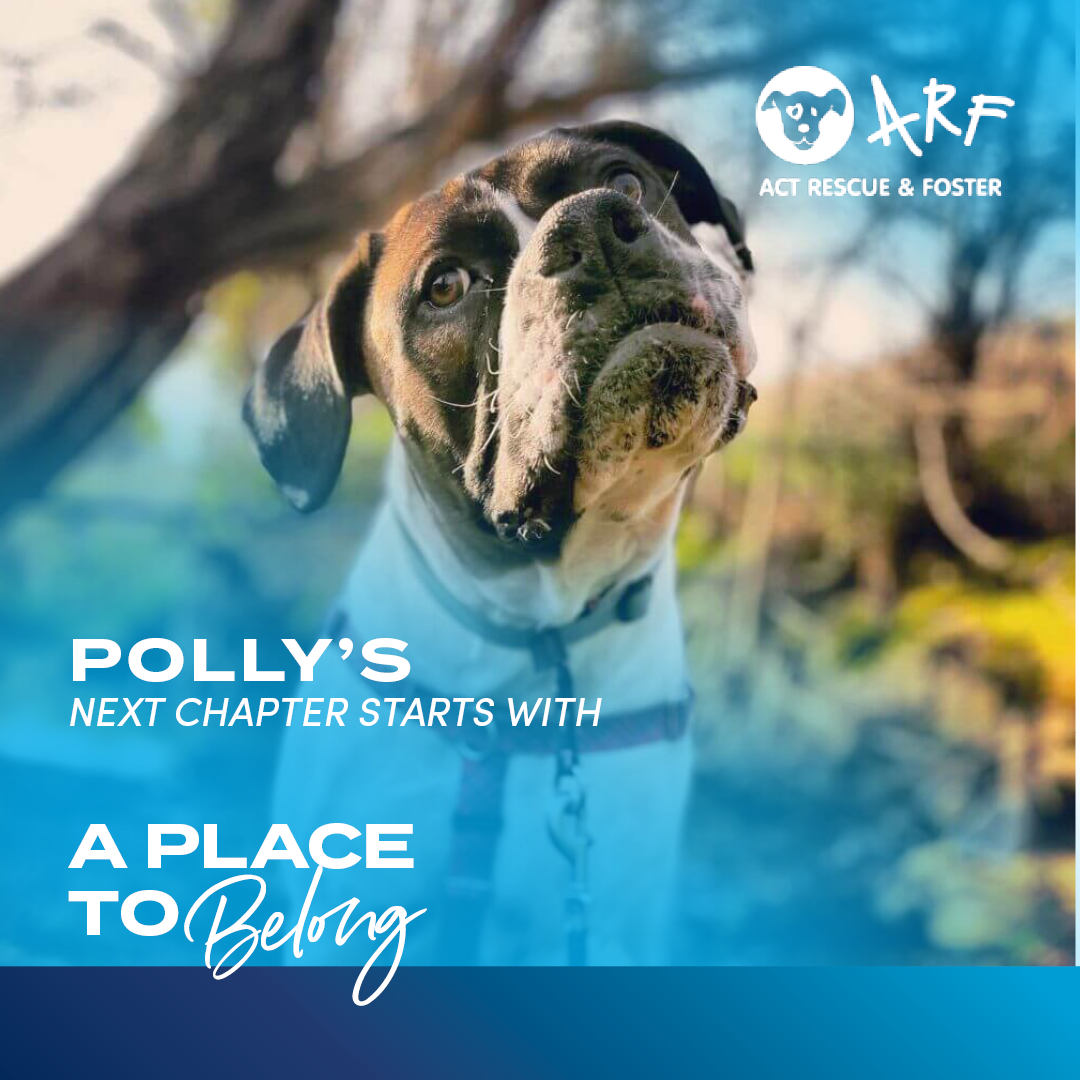 25 Years of Paws, Purpose &amp; Community: The Dickson Tradies Supports ARF