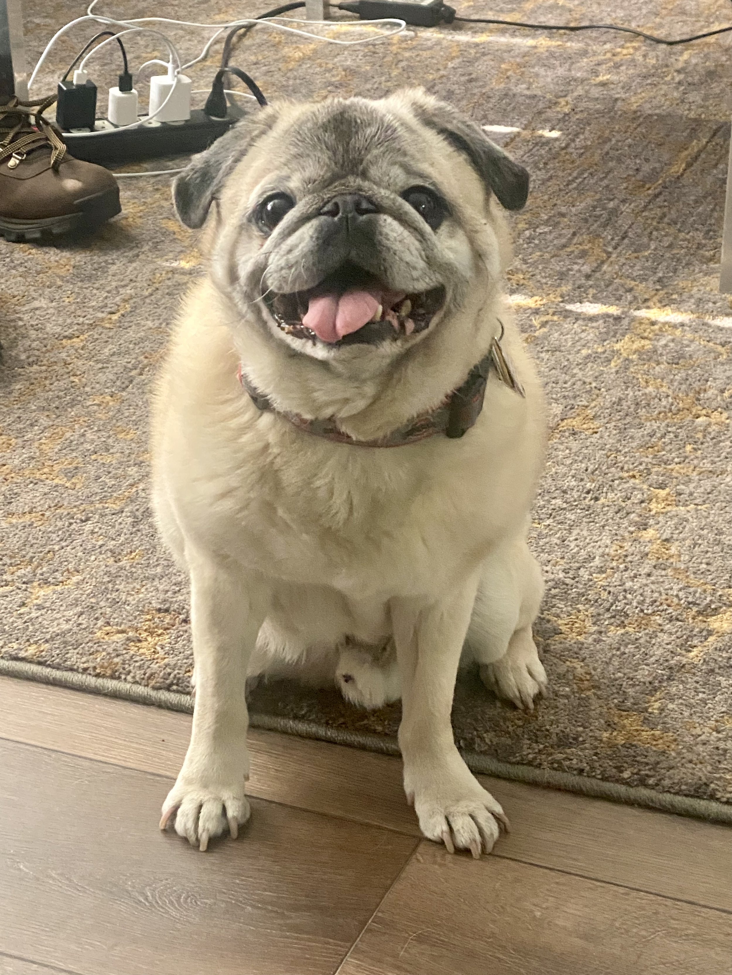 Photo of Mr. Cooper the (Peace & Belonging) Pug smiling with tongue out and giving full posing and playful vibes.