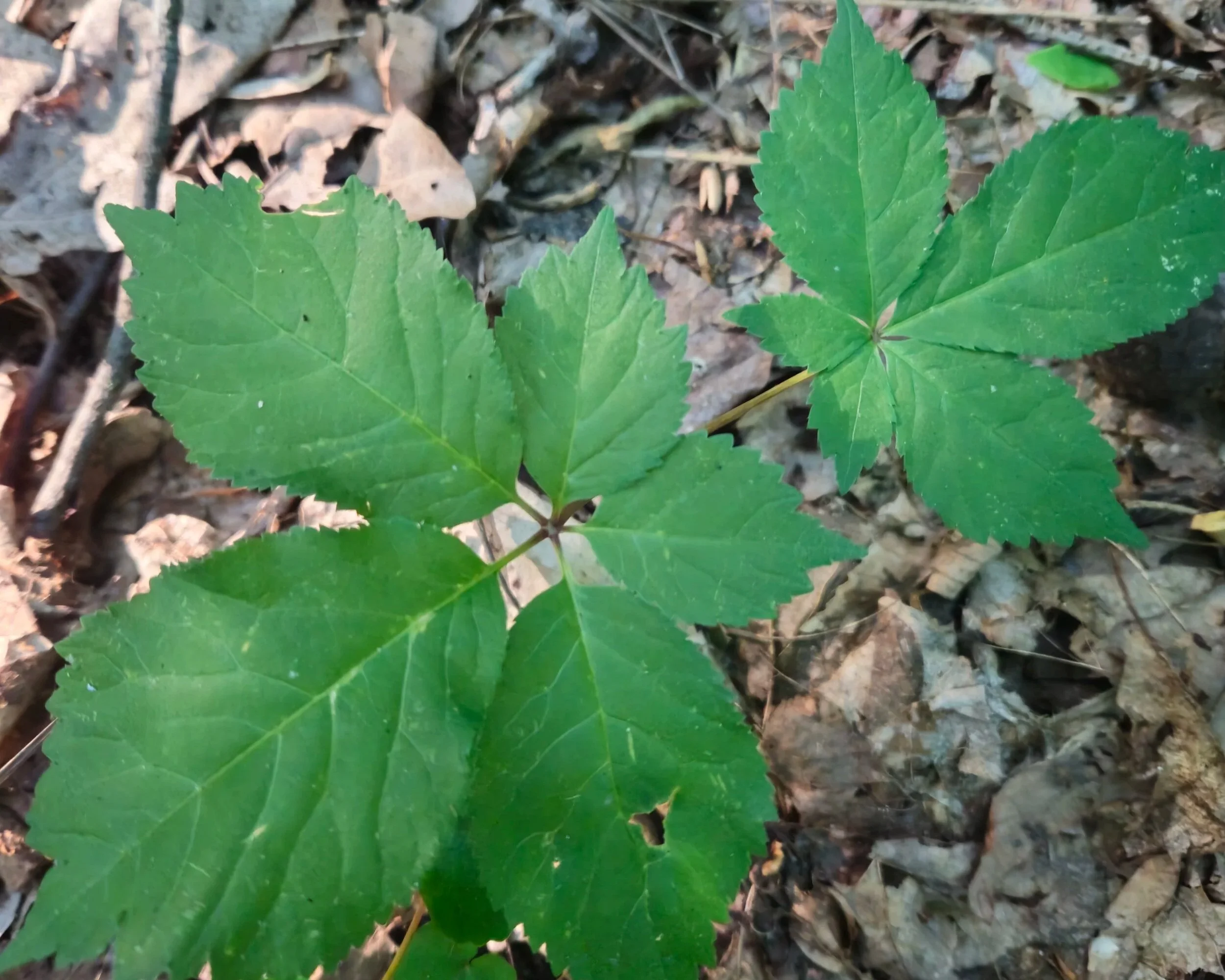 A Ginseng leaf on a forest floor