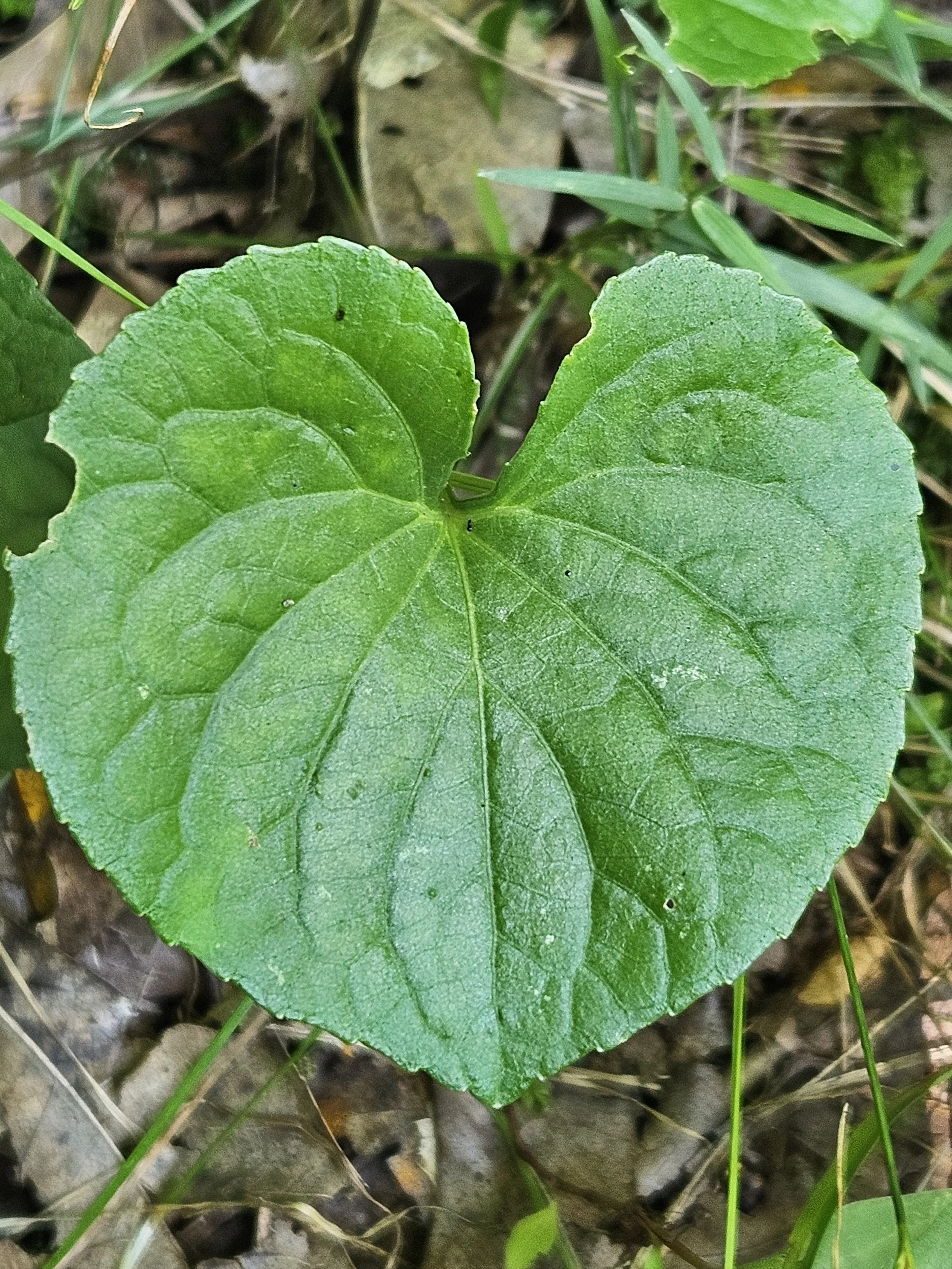 20250723_135647.jpg