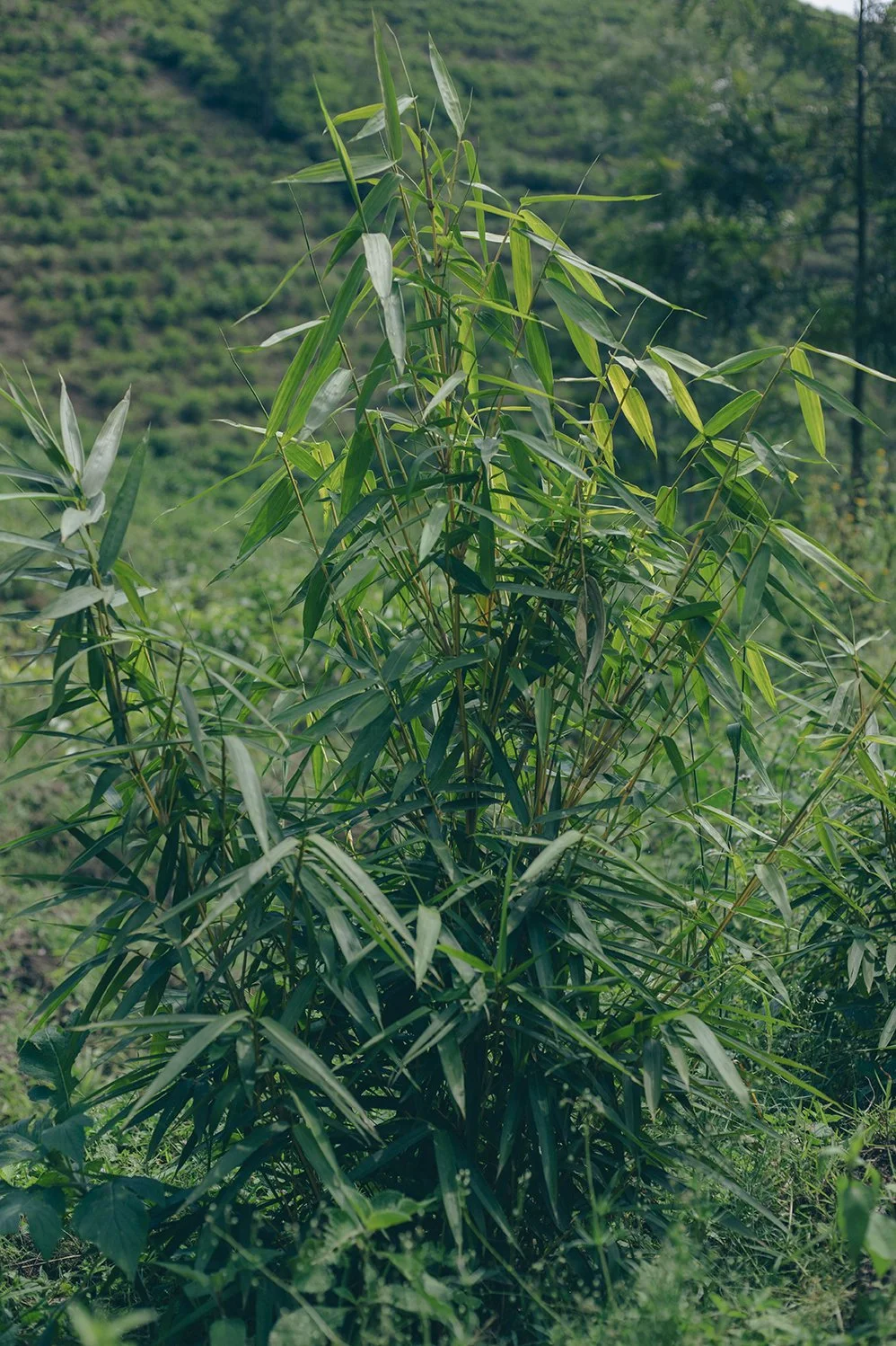 Plante verte