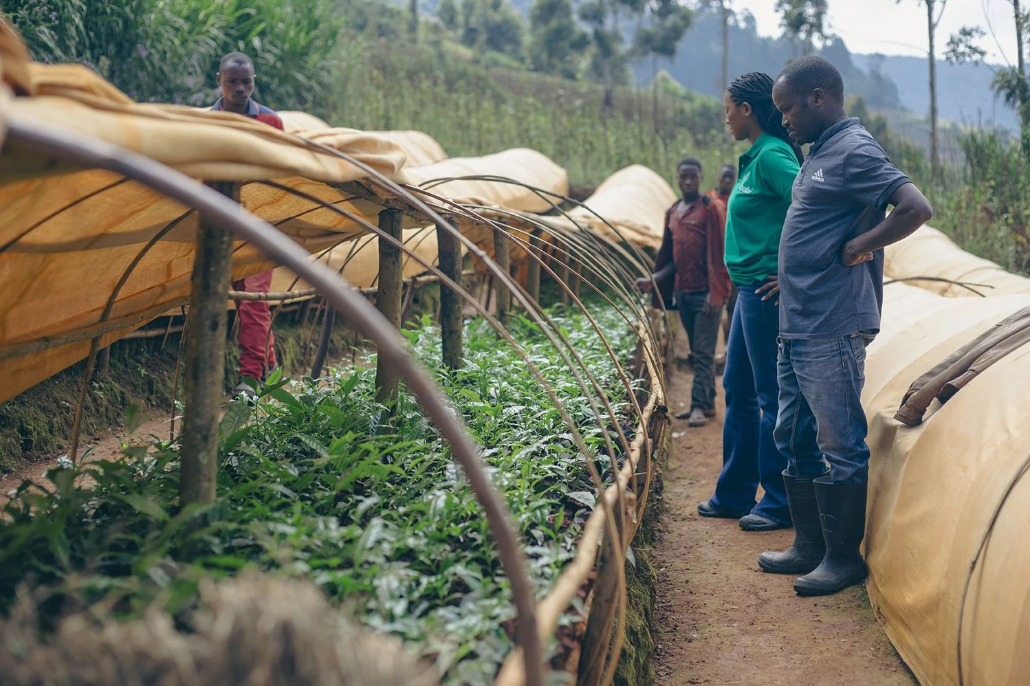 Observation de jeunes plants de culture dans une serre en plein air, dans l'environnement verdoyant du domaine Ibabi au Burundi.