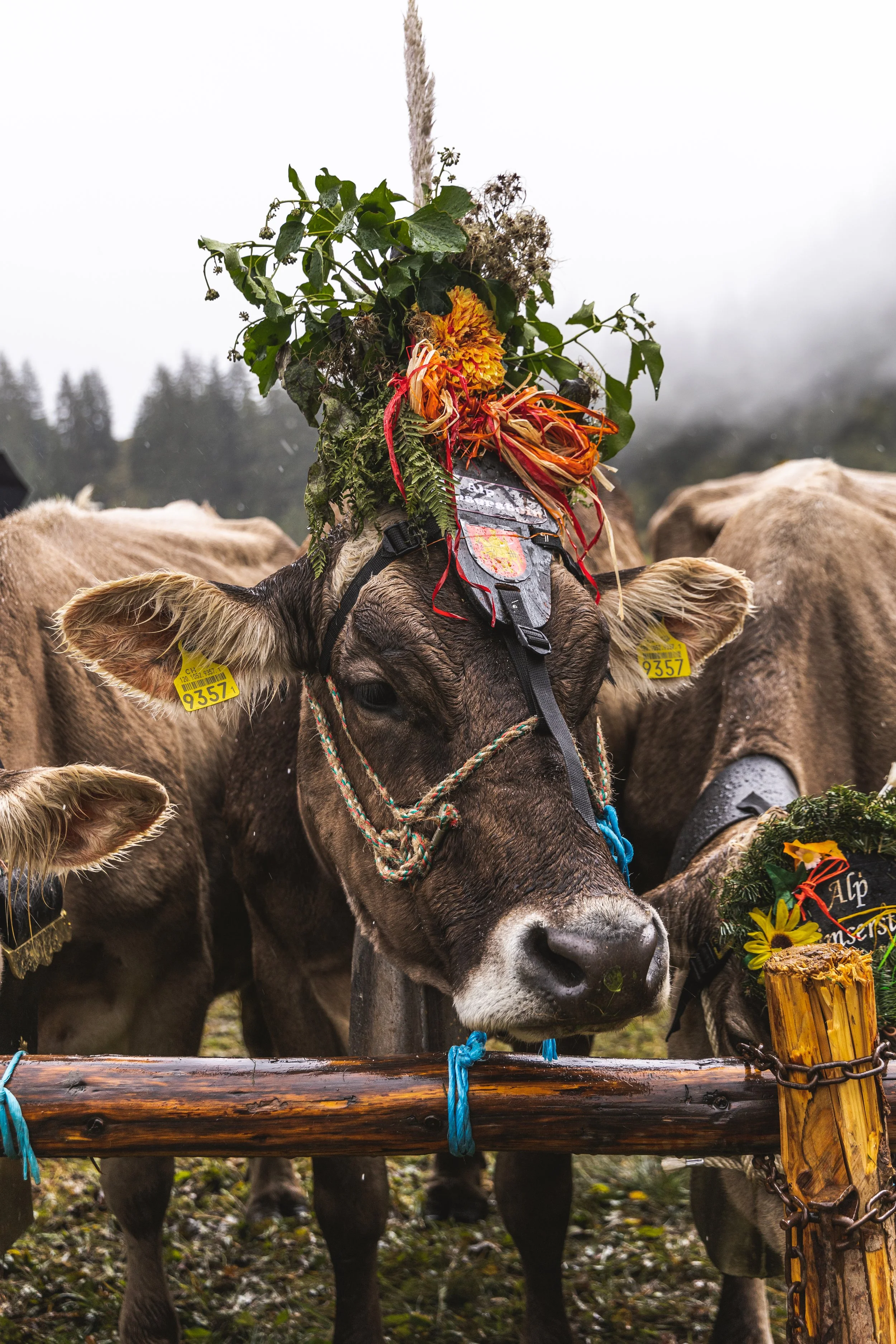 ZWITSERLAND-6.jpg