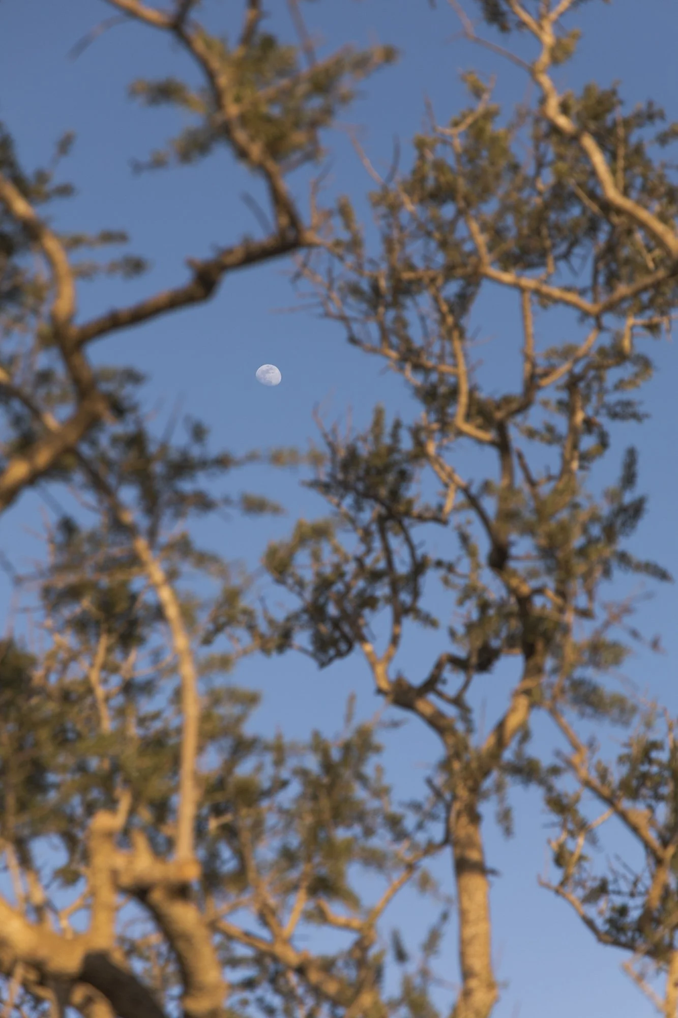 Moon visible in a clear blue sky, seen through branches of a tree with leaves.