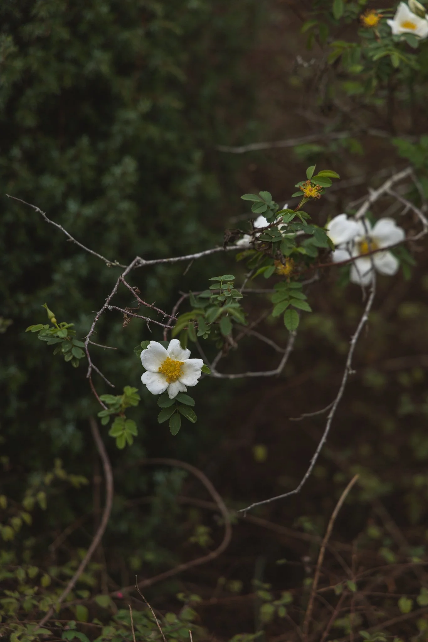 Dune seaside getaway