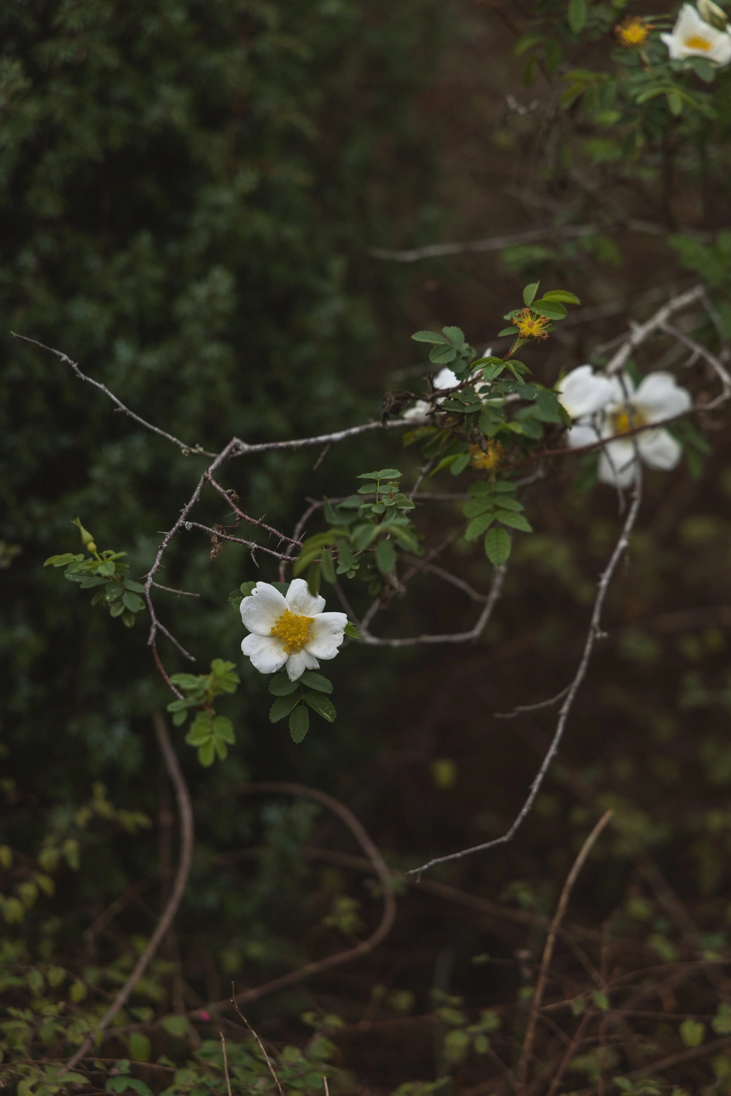 dune © among pine trees-4.jpg