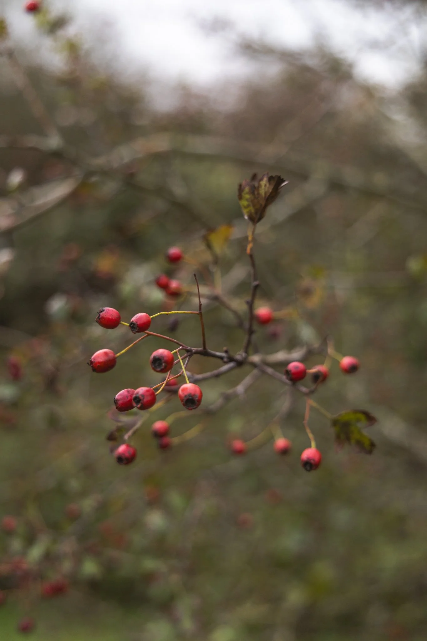 Dune seaside getaway