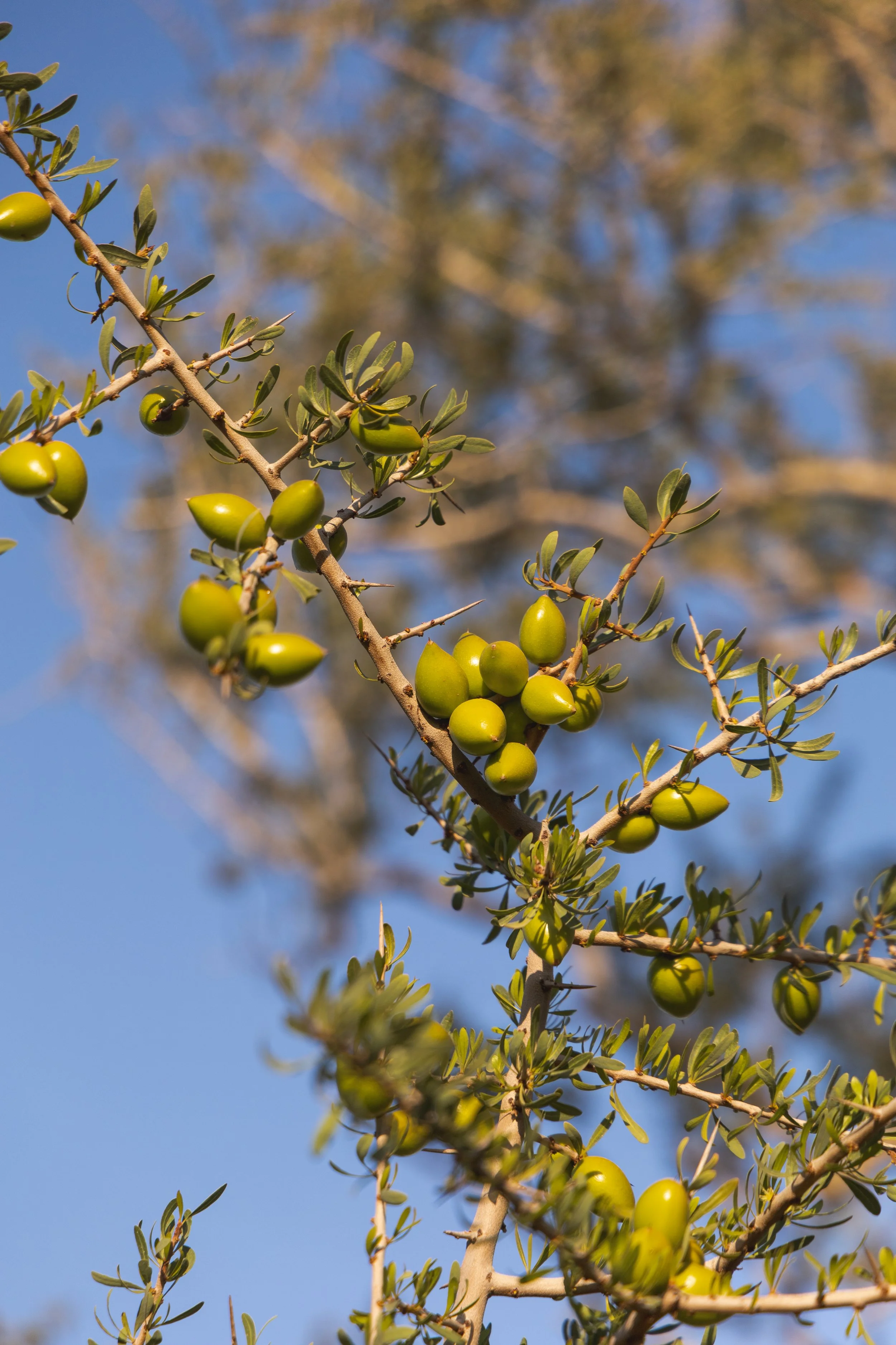 argan_IMG_5366.jpg