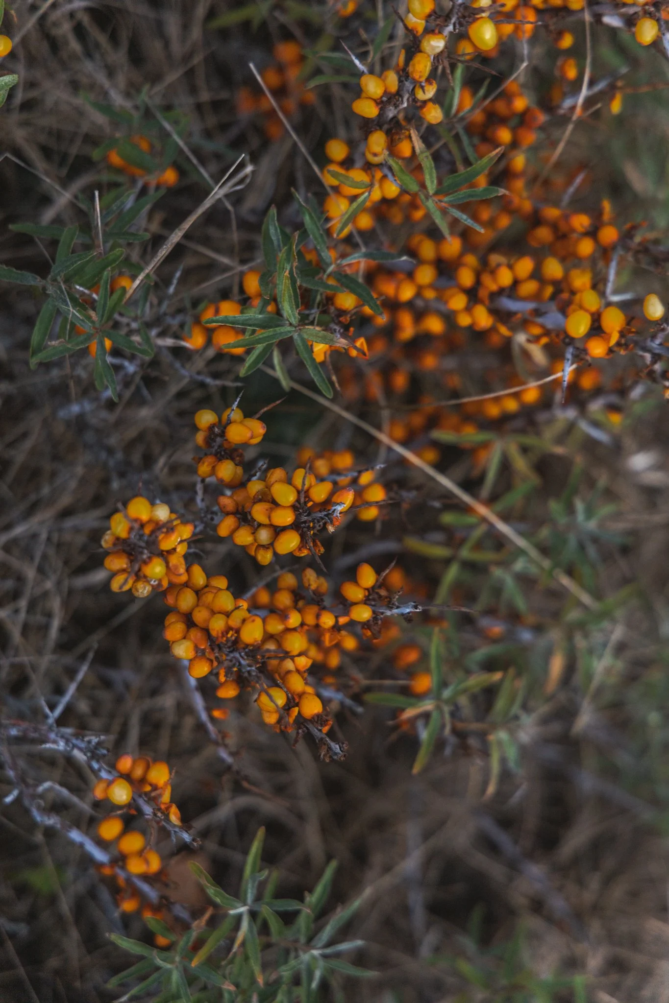 Dune seaside getaway