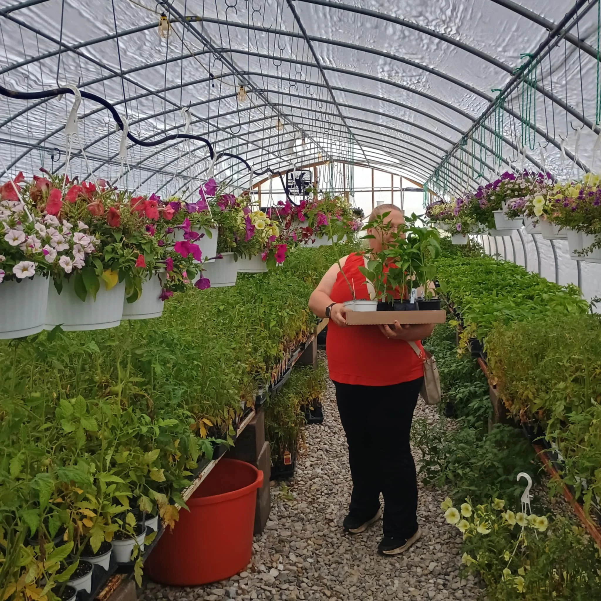 A person standing inside a greenhouse surrounded by hanging flower pots and plants on shelves, holding a tray of small potted plants.
