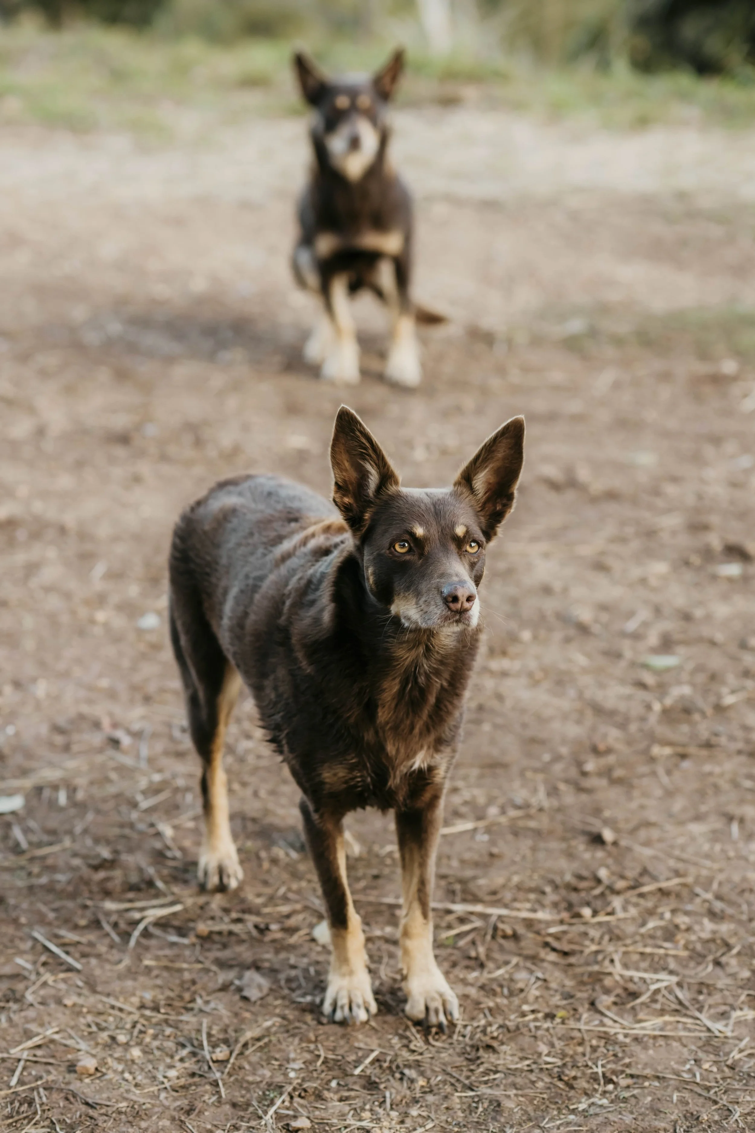 Two Australian Kelpies on a working farm in the Tweed Valley