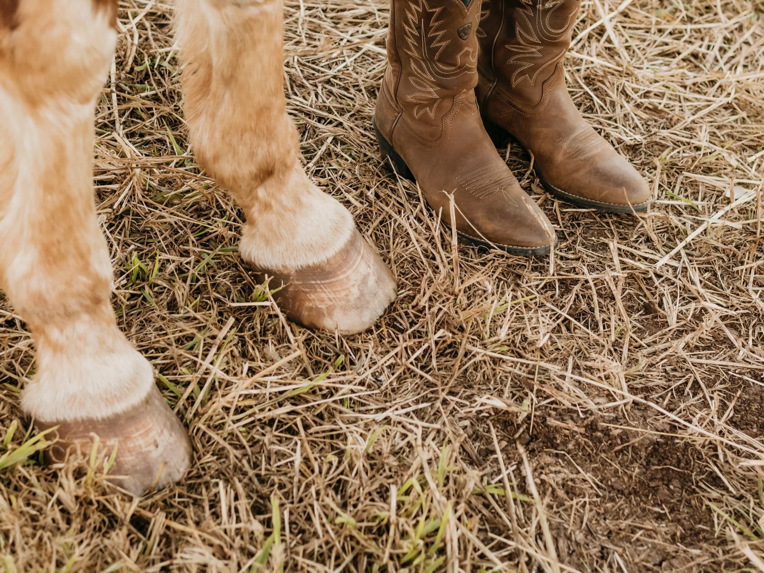 Close-up of a person's cowboy boots and a horse's legs standing on dry grass and dirt.