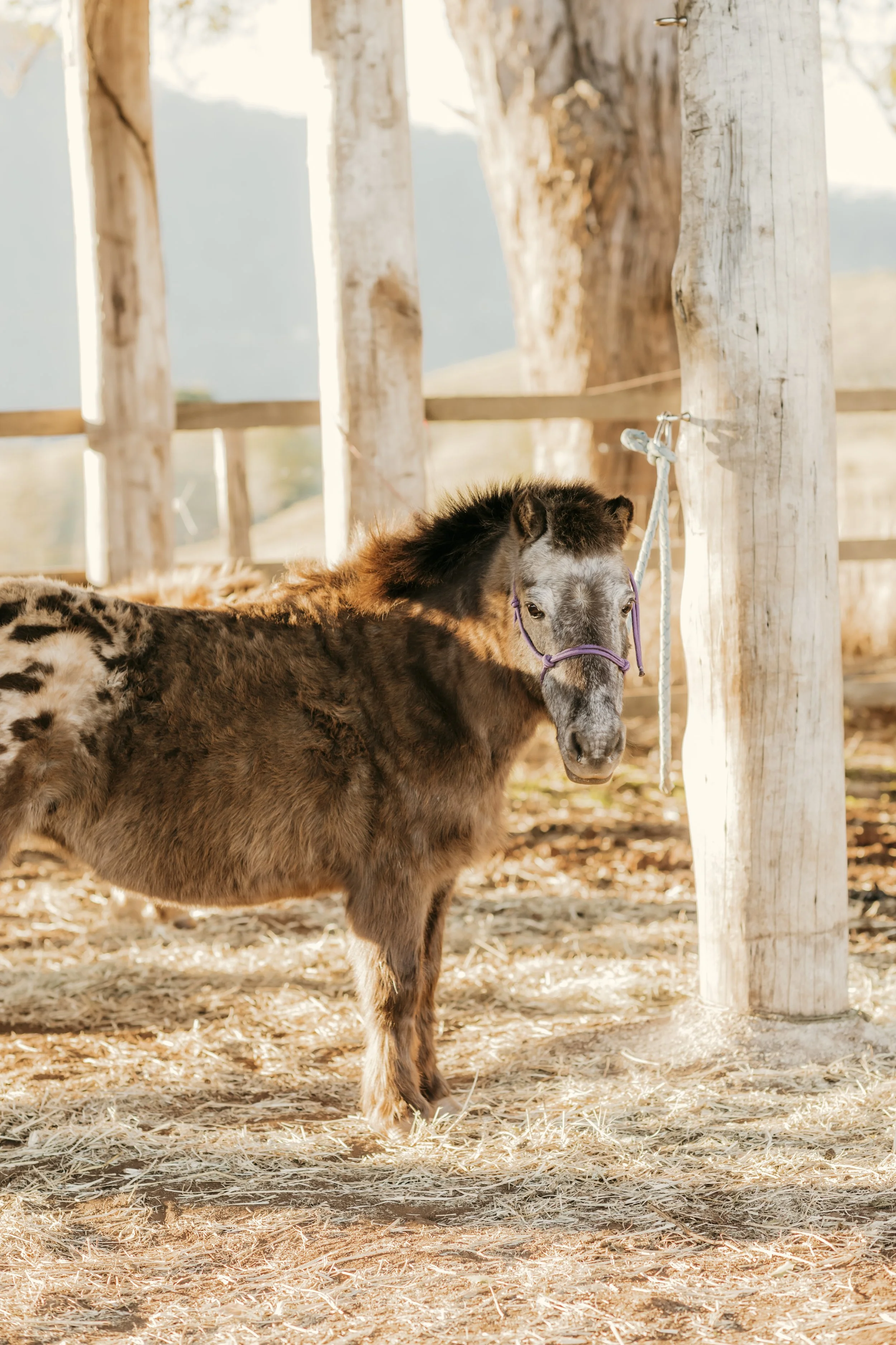 A young brown and white Shetland pony with a purple halter standing in a sunny outdoor paddock with wooden posts and a fence, and hay scattered on the ground.