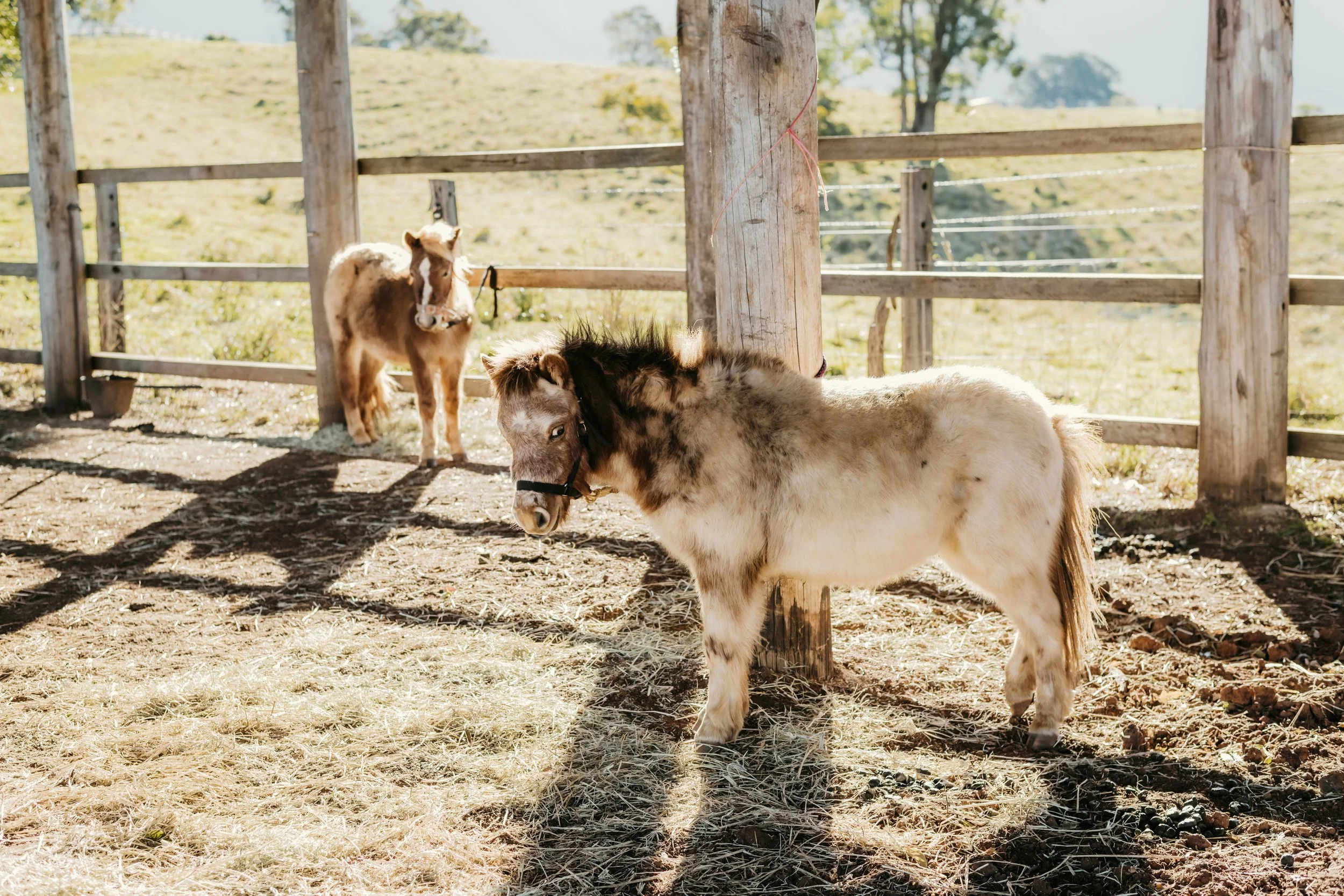 Two miniature horses in a fenced outdoor area, with one horse standing near a wooden post and the other lying on the ground nearby.