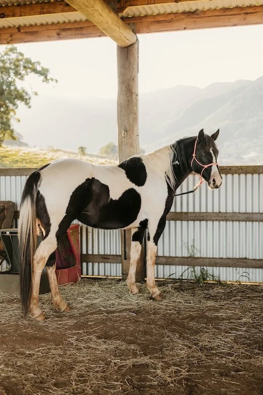 Black and white paint horse in rustic shed