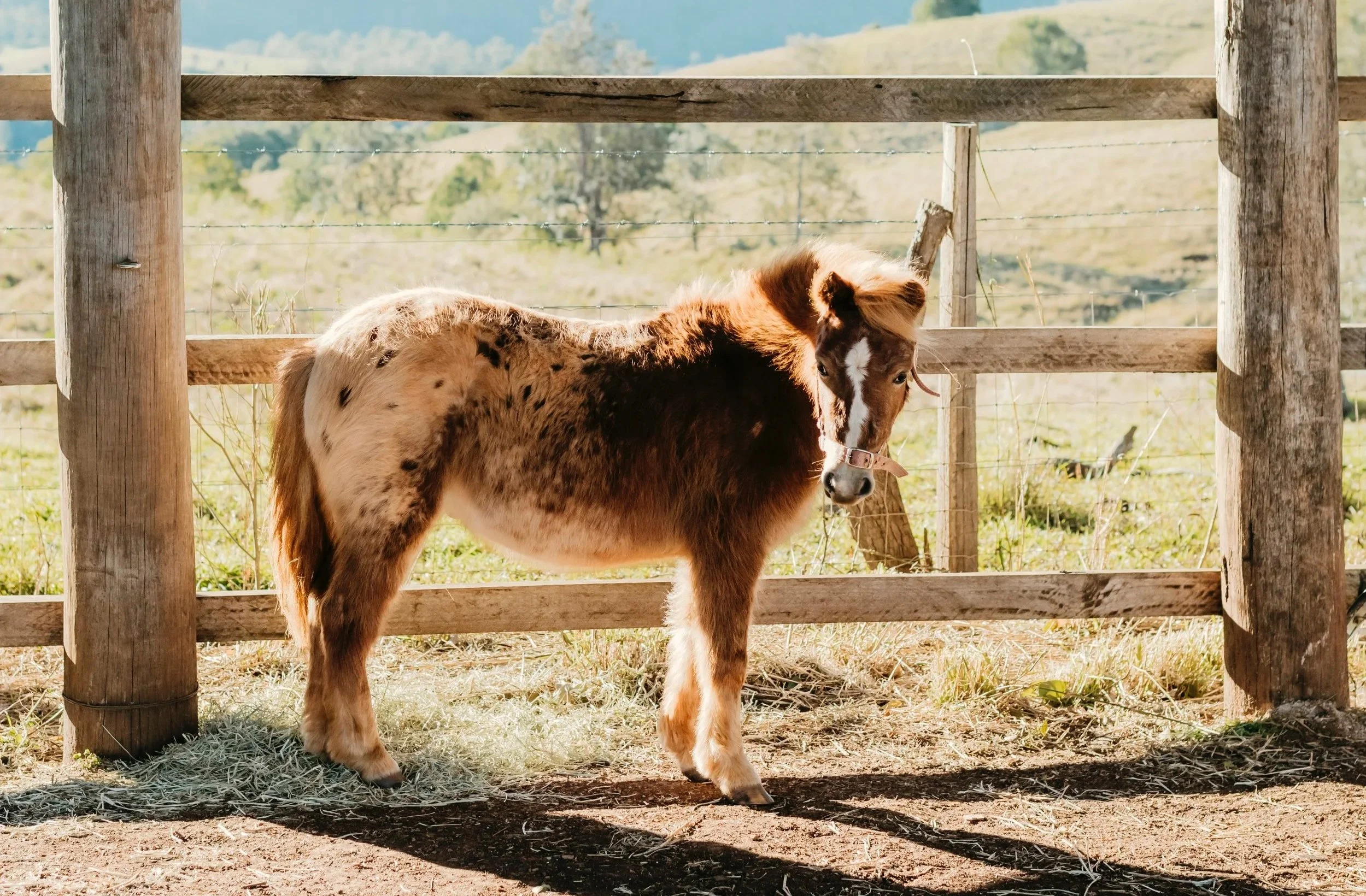 A young brown and white foal standing in a fenced outdoor enclosure with trees and hills in the background.