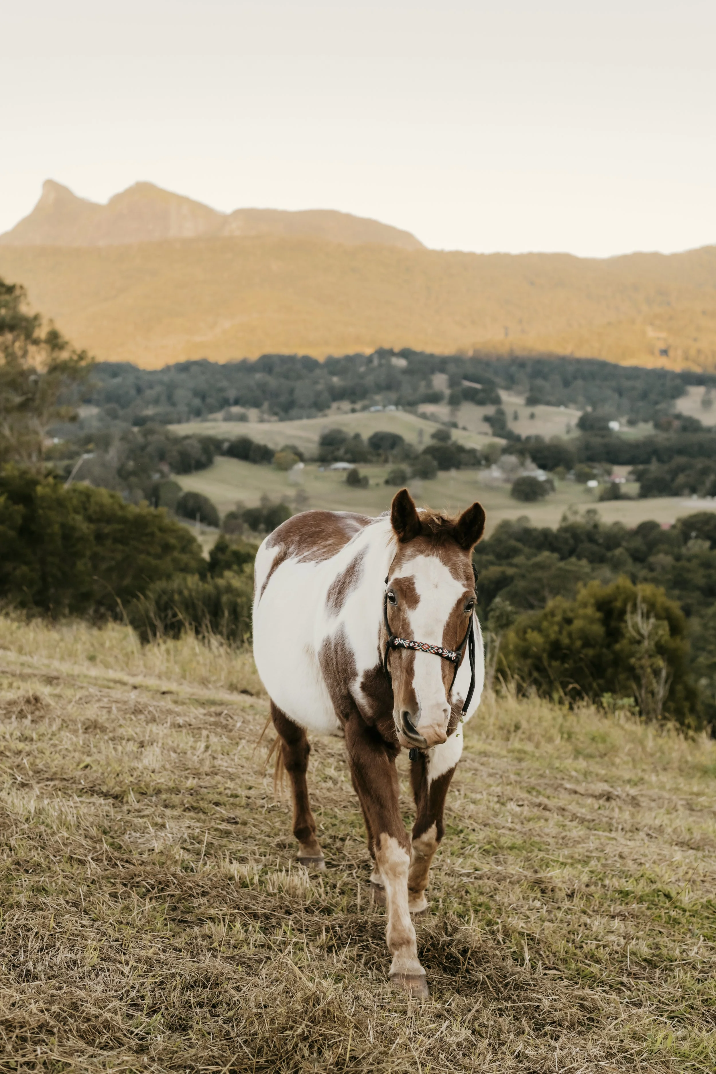A brown and white horse standing on grassy land with rolling hills and mountains in the background during daytime.