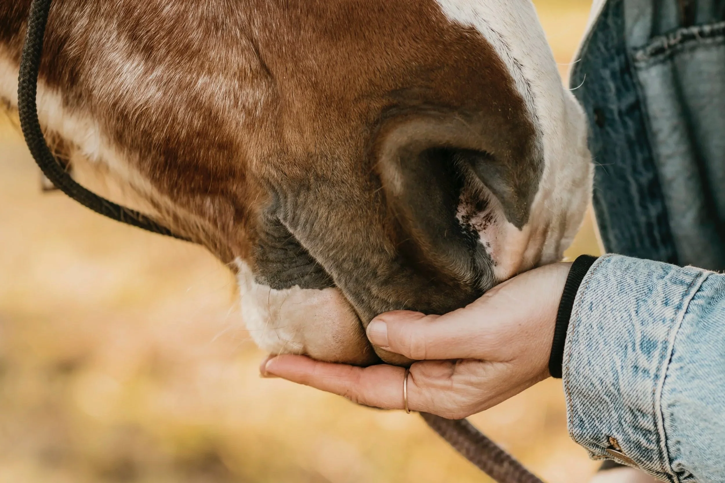 Person holding a dog's paw gently, with the dog's face resting close to their hand.