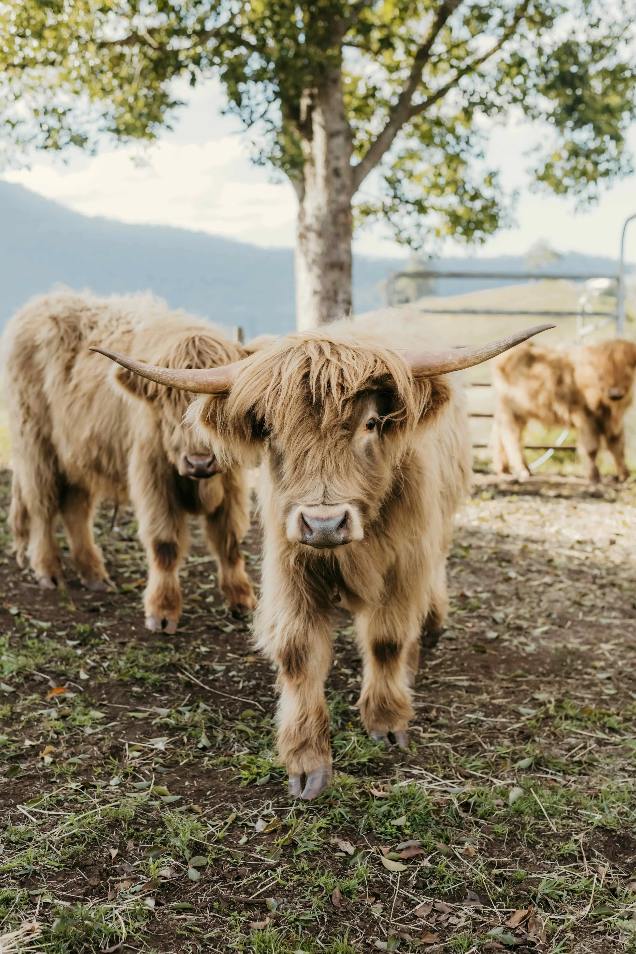 Mini Highland cattle on a working farm in the Tweed Valley hinterland