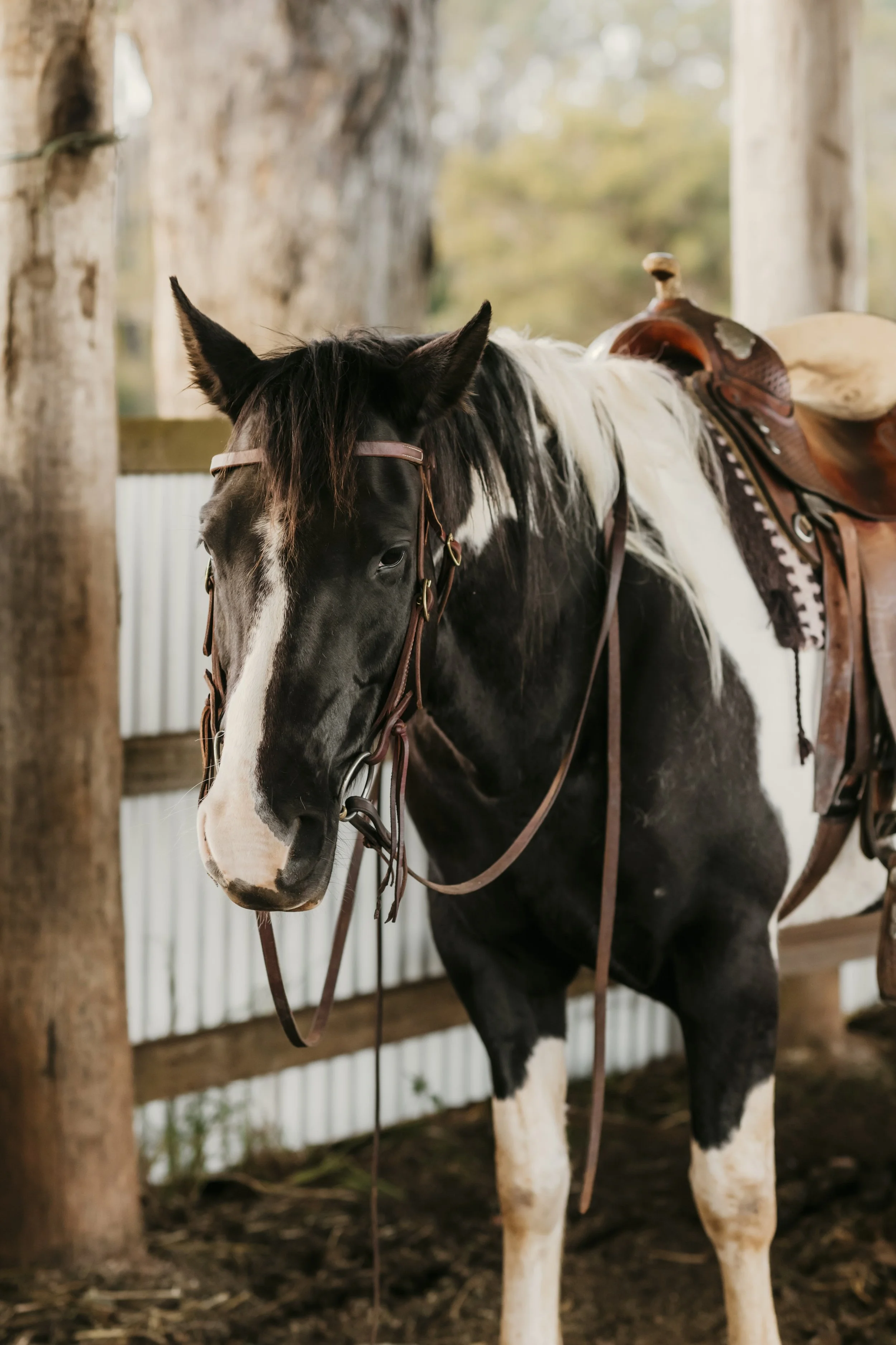 Saddled western horse in a rustic timber stable