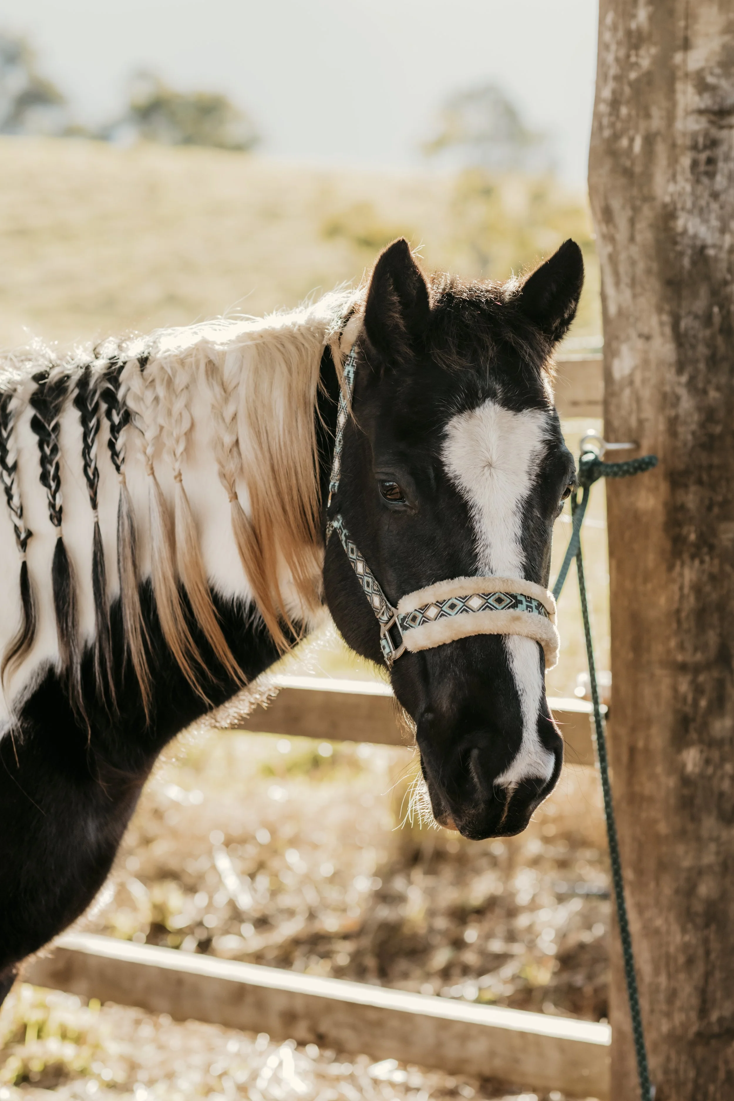 Close-up of a black and white pinto horse with a braided mane and a halter, standing outdoors near a tree with blurred trees and a fence in the background.