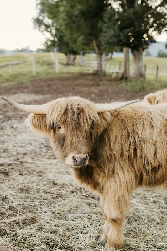 Mini Highland Cattle