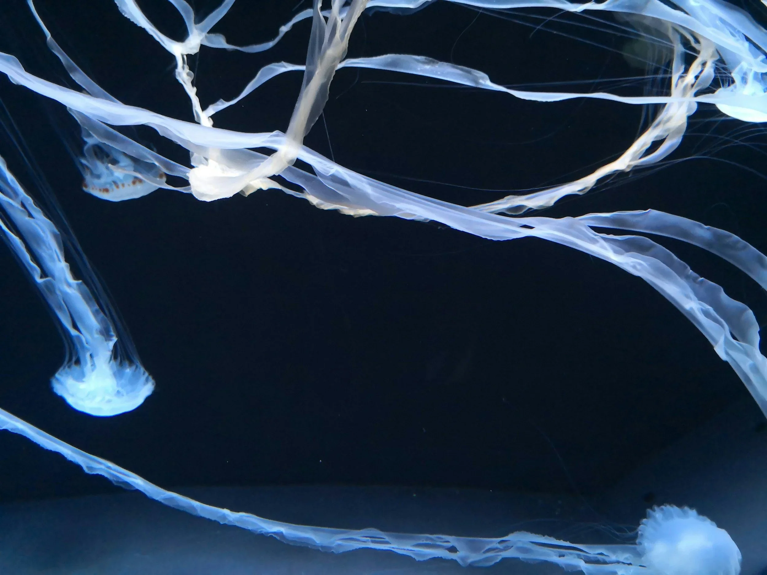 Can Light Therapy Help with Autism Symptoms? New Research Shines a Light on the Possibilities