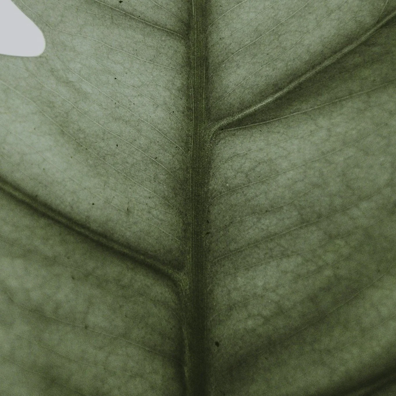 Close-up of a green plant leaf showing detailed veins and central midrib.