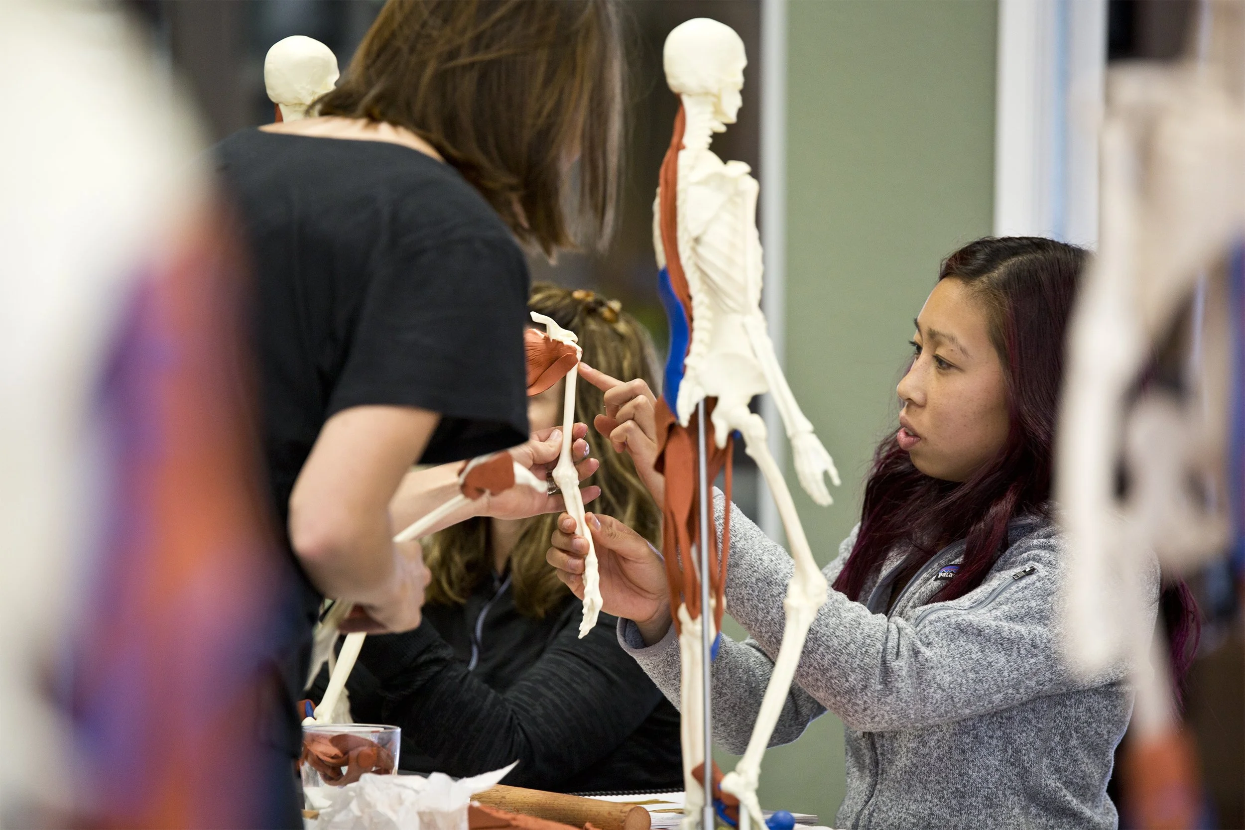 Two women studying human skeletal anatomy with a plastic model of a human skeleton