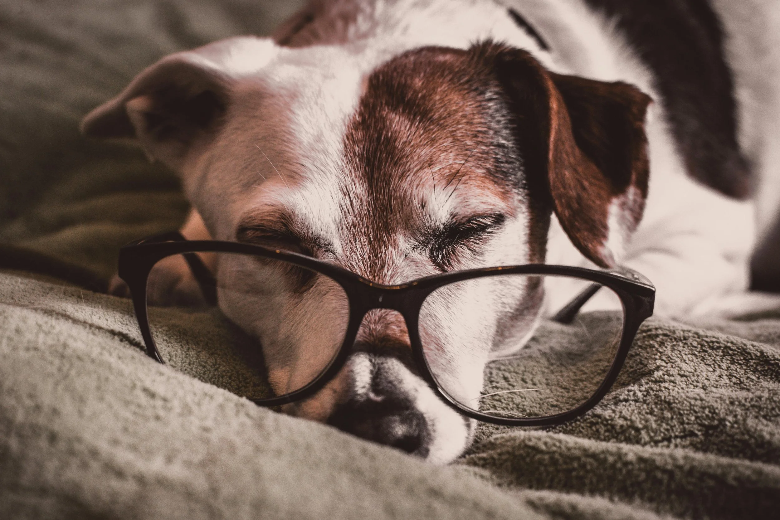 A dog with white and brown fur wearing black glasses, sleeping on a soft surface.