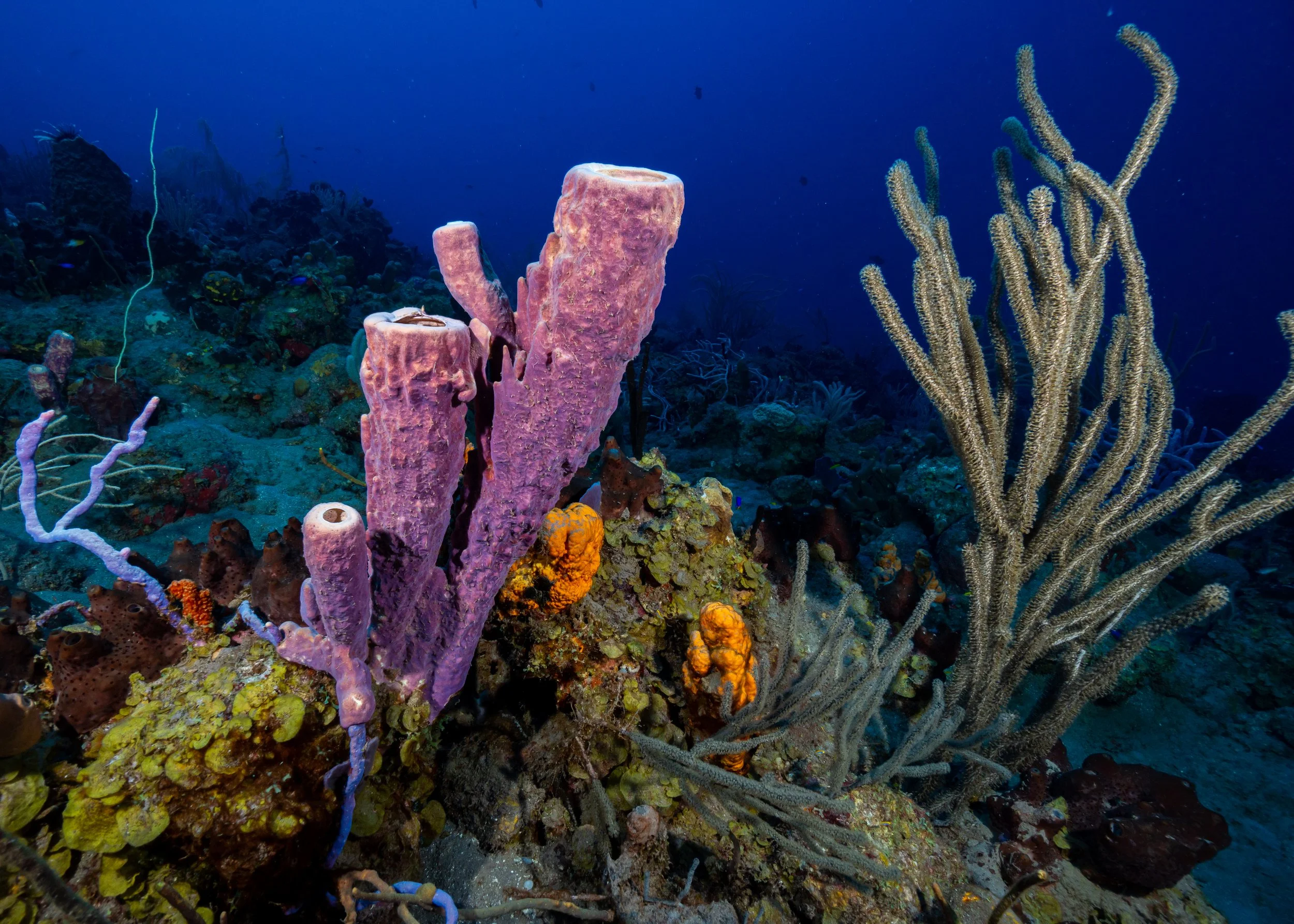 Diving on Saba Credits Chad Nuttall.jpg