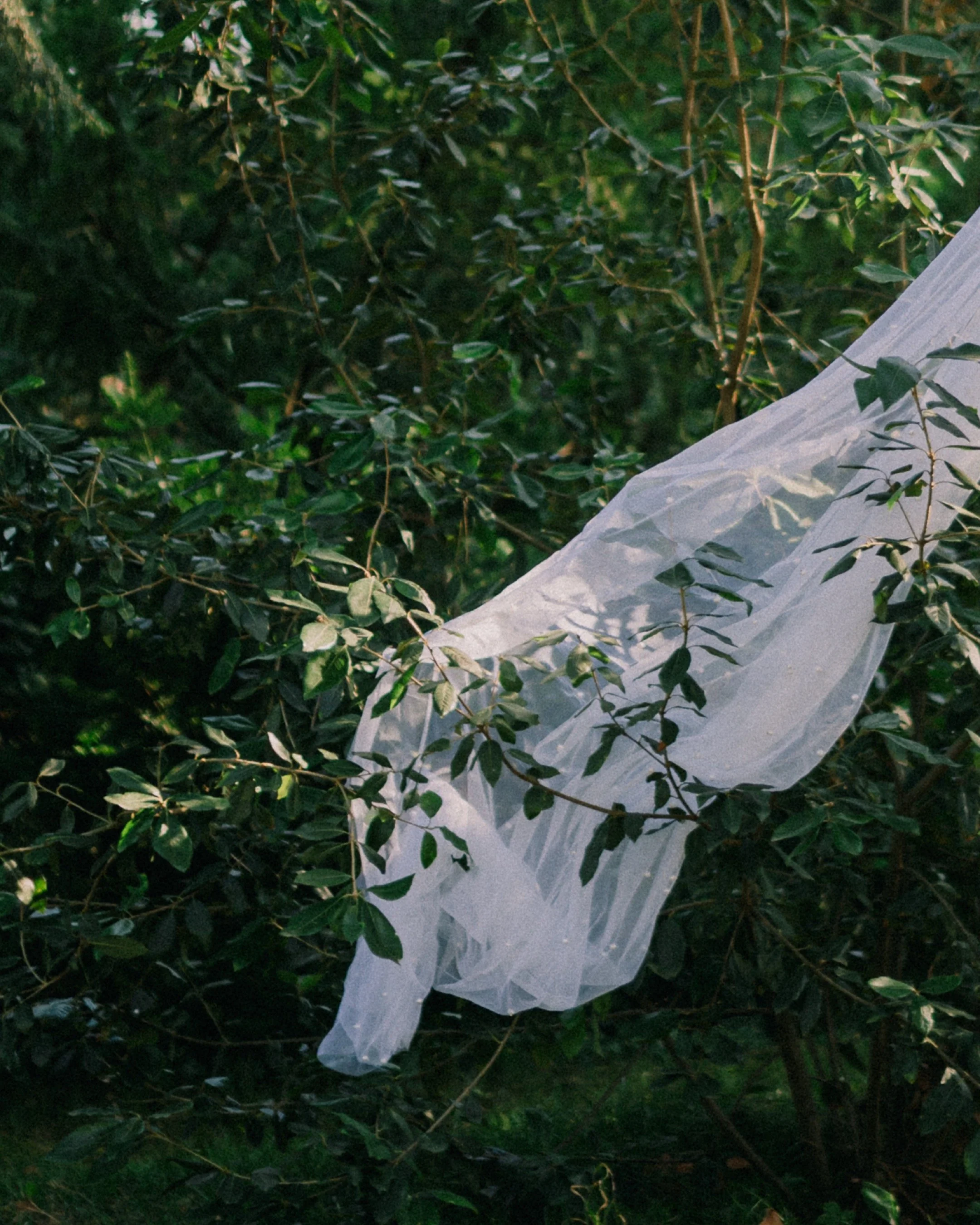 A white plastic bag caught in green leafy bushes outdoors.
