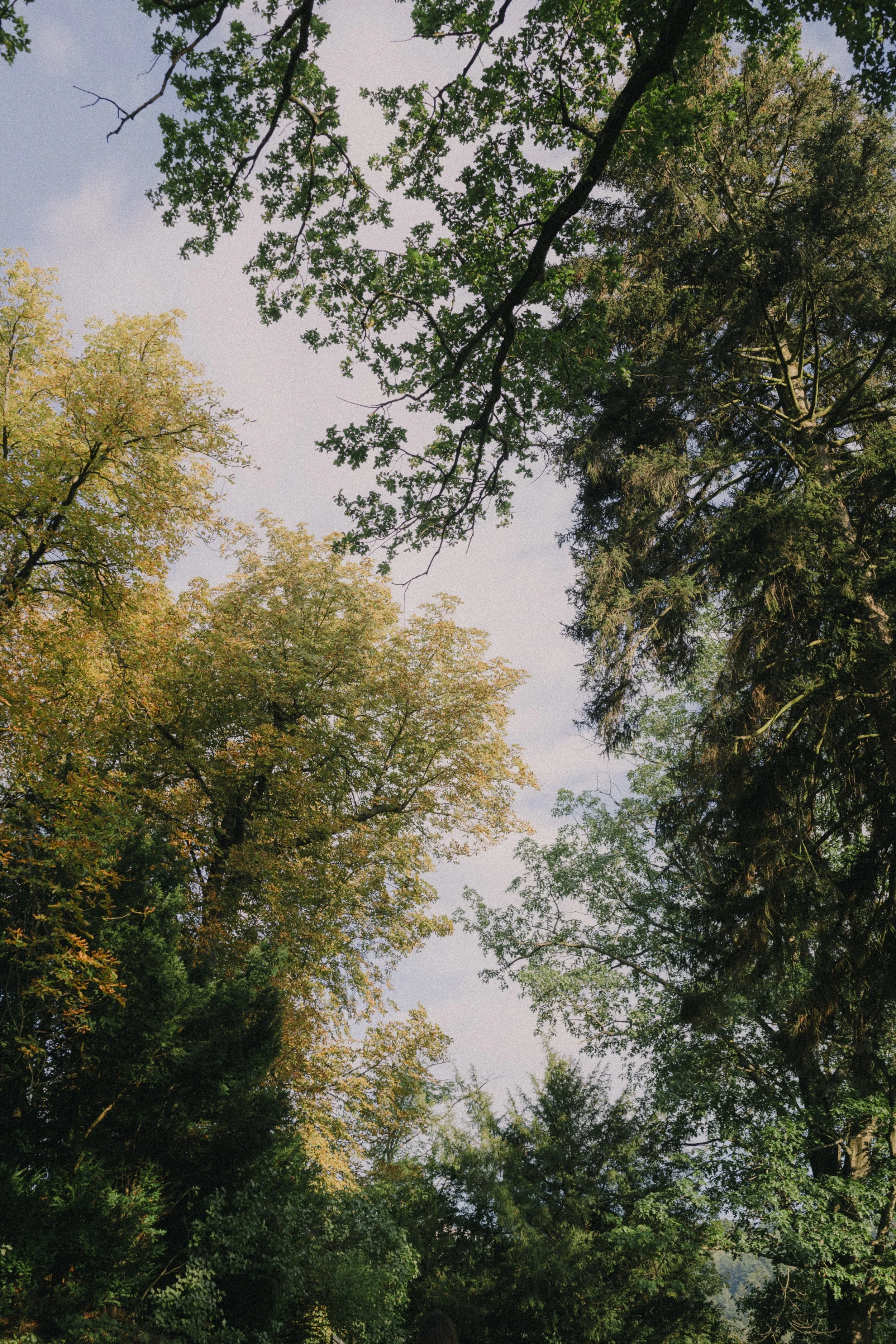View of a sky through a canopy of tall trees with green and yellow leaves.