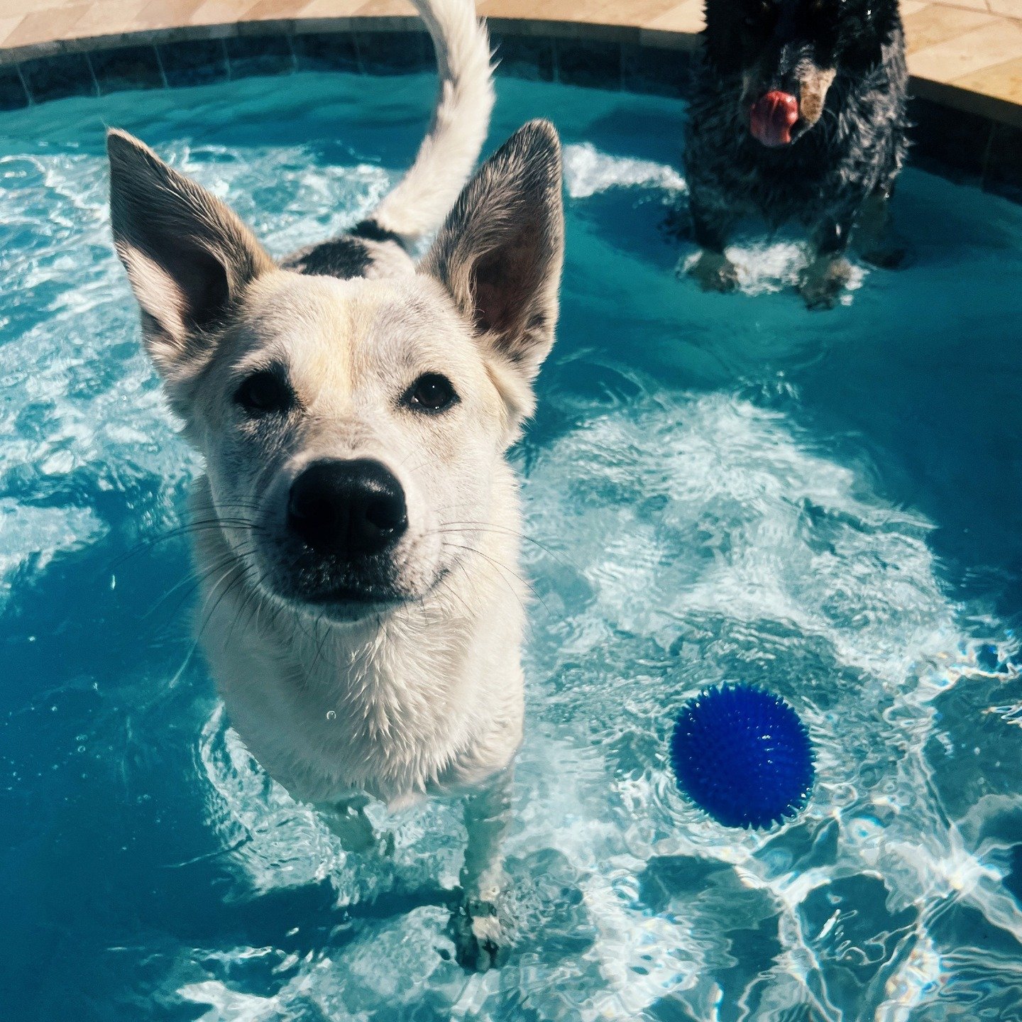 Pups deserve a pool!
#pool #custom #custompool #poolside #splash #swim #swimming #river #riverrat #rock #water #arizona #mohave #desert #home #builder #contractor #beautiful #view #lakehavasu #lakehavasucity #tan #sunset #sun #summer #house #steps #