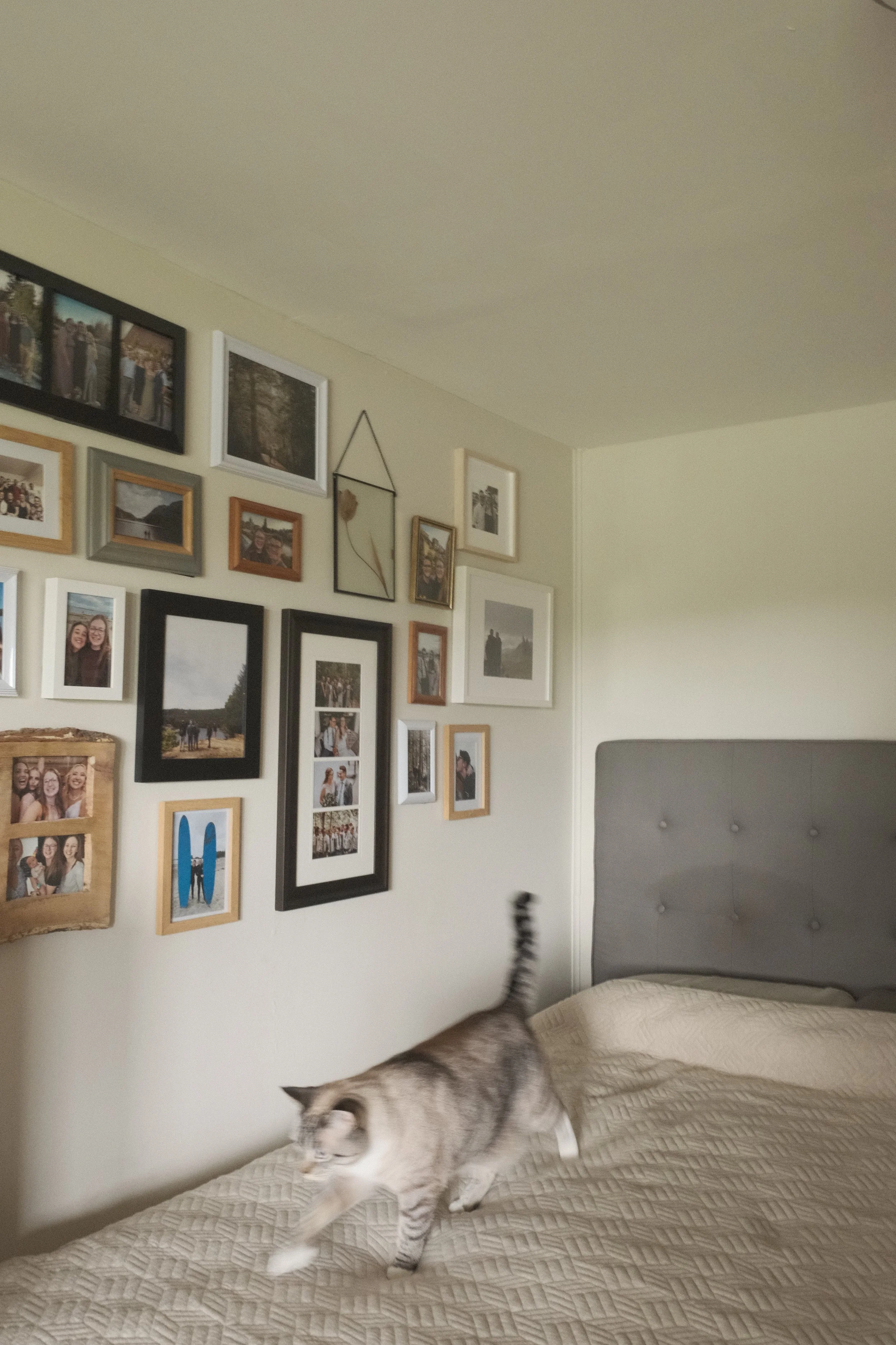 A bedroom with a wall decorated with many framed photographs, a gray headboard, and a beige quilted bedspread. A grey tabby cat is walking across the bed with its tail raised.